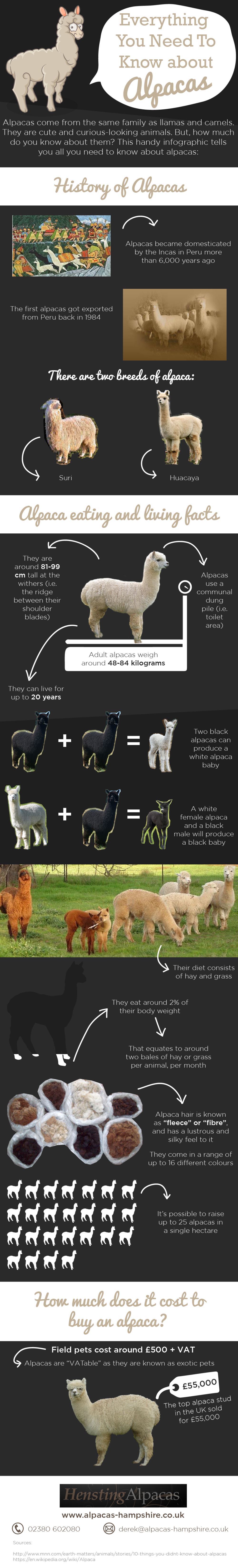 Eveything you need to know about Alpacas