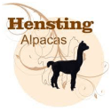Alpacas at Hensting
