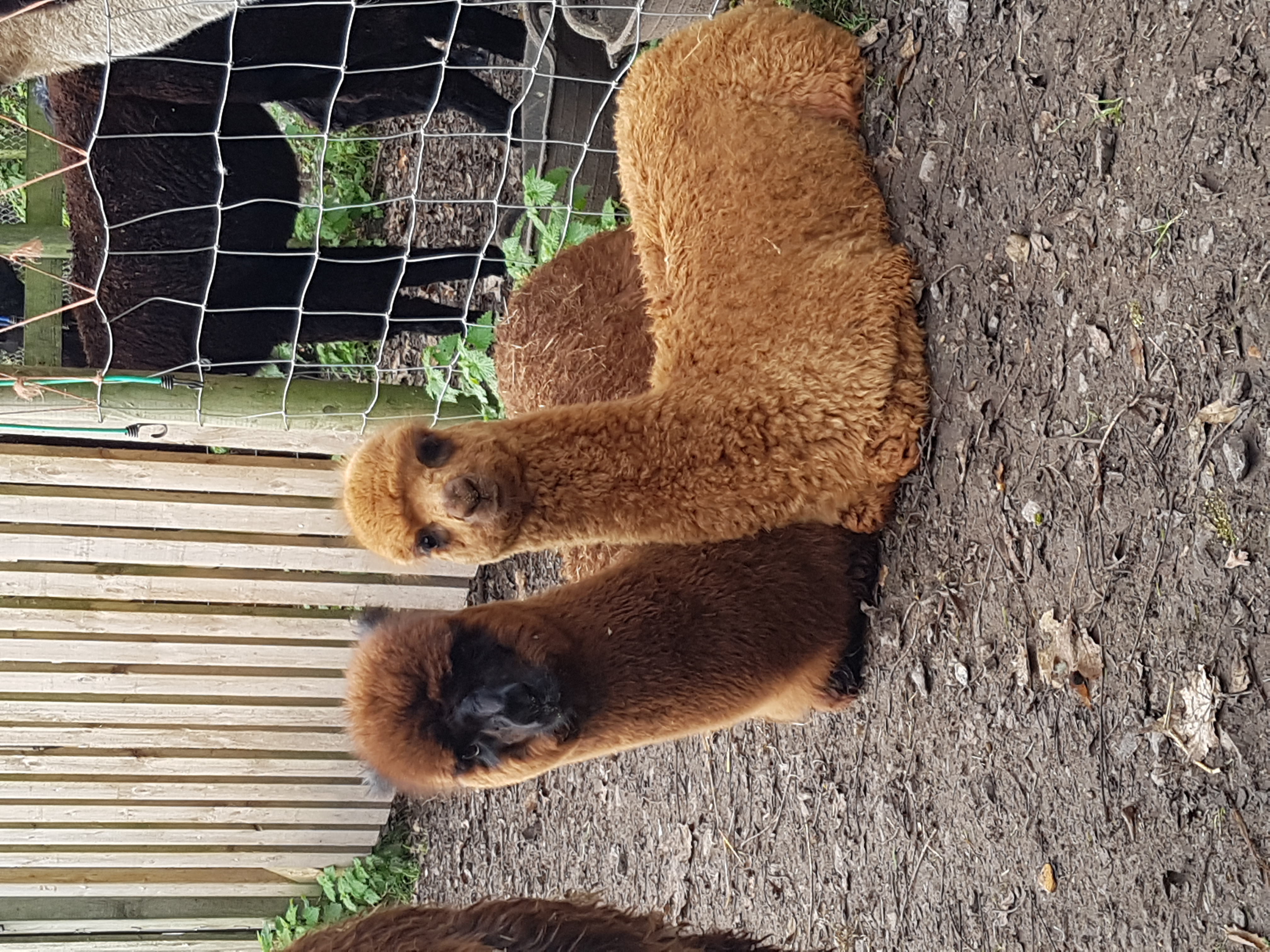 Two brown baby alpacas