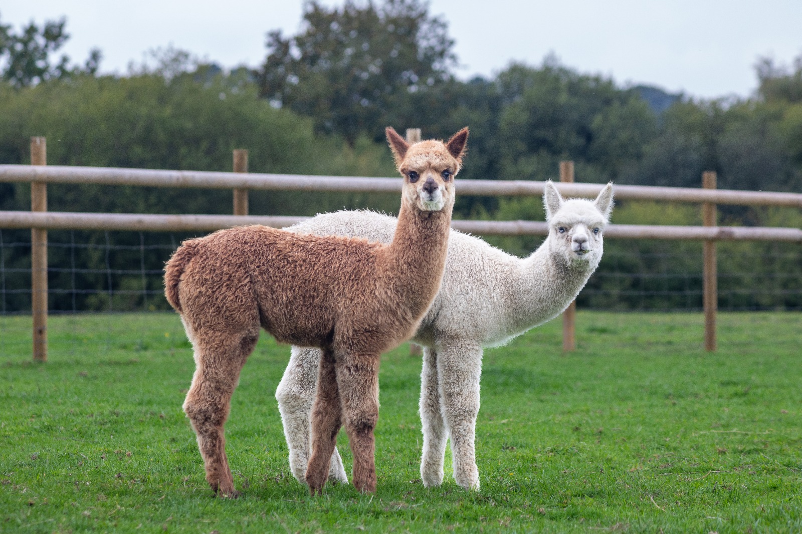 Adopt an Alpaca in Hampshire: Complete 2025 Guide
