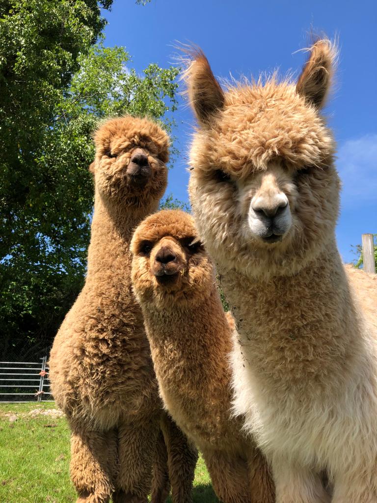 Three boy alpacas looking at camera