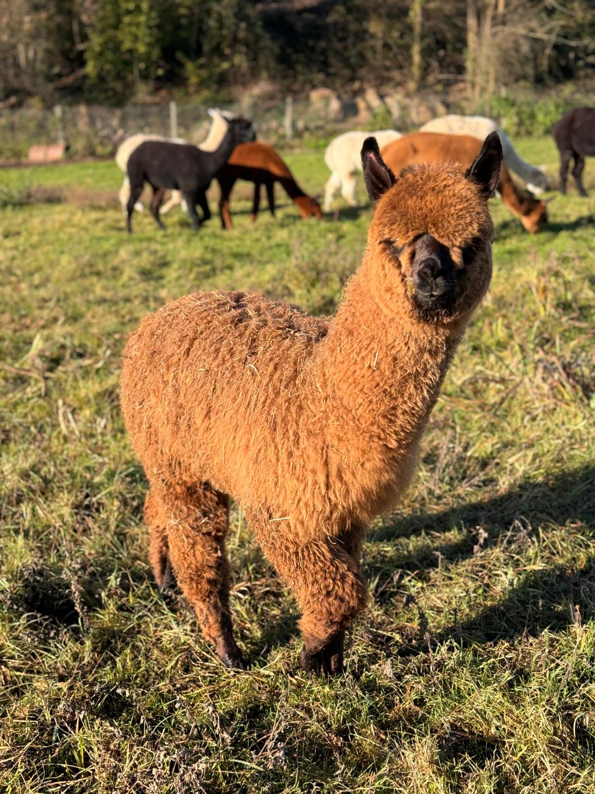 Hensting Apollo 2025 - Bottle-Fed Hero White Baby Alpaca for Adoption