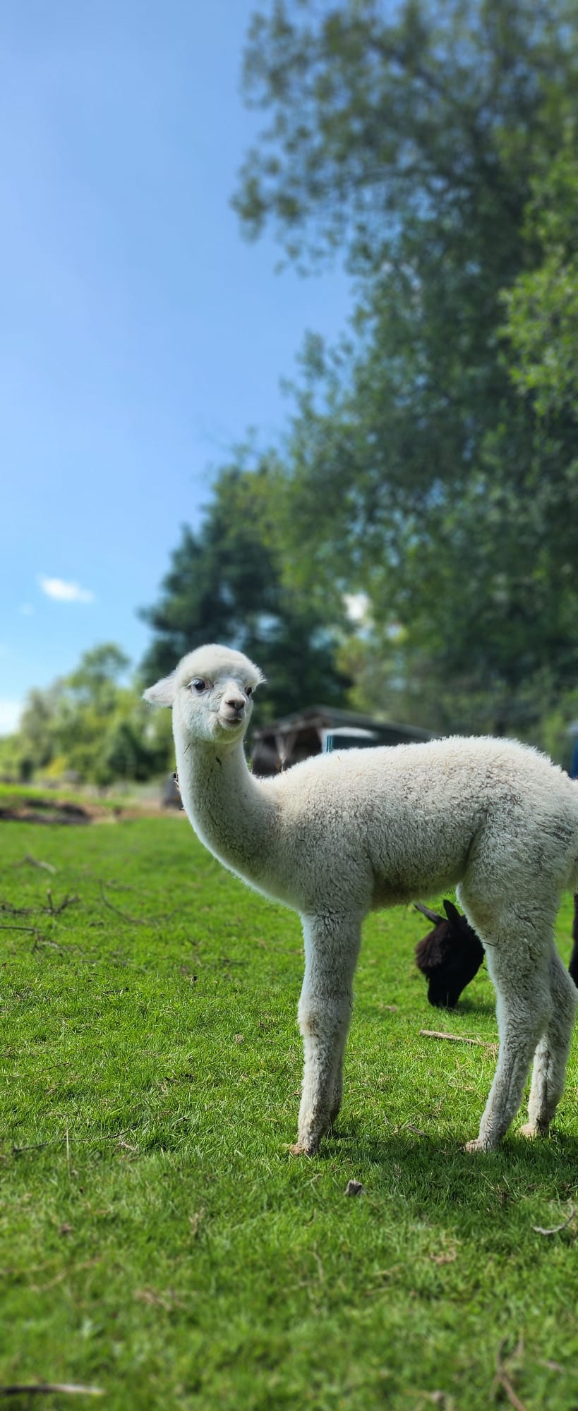 Hensting Eros 2025 - Fourth Generation White Baby Alpaca for Adoption