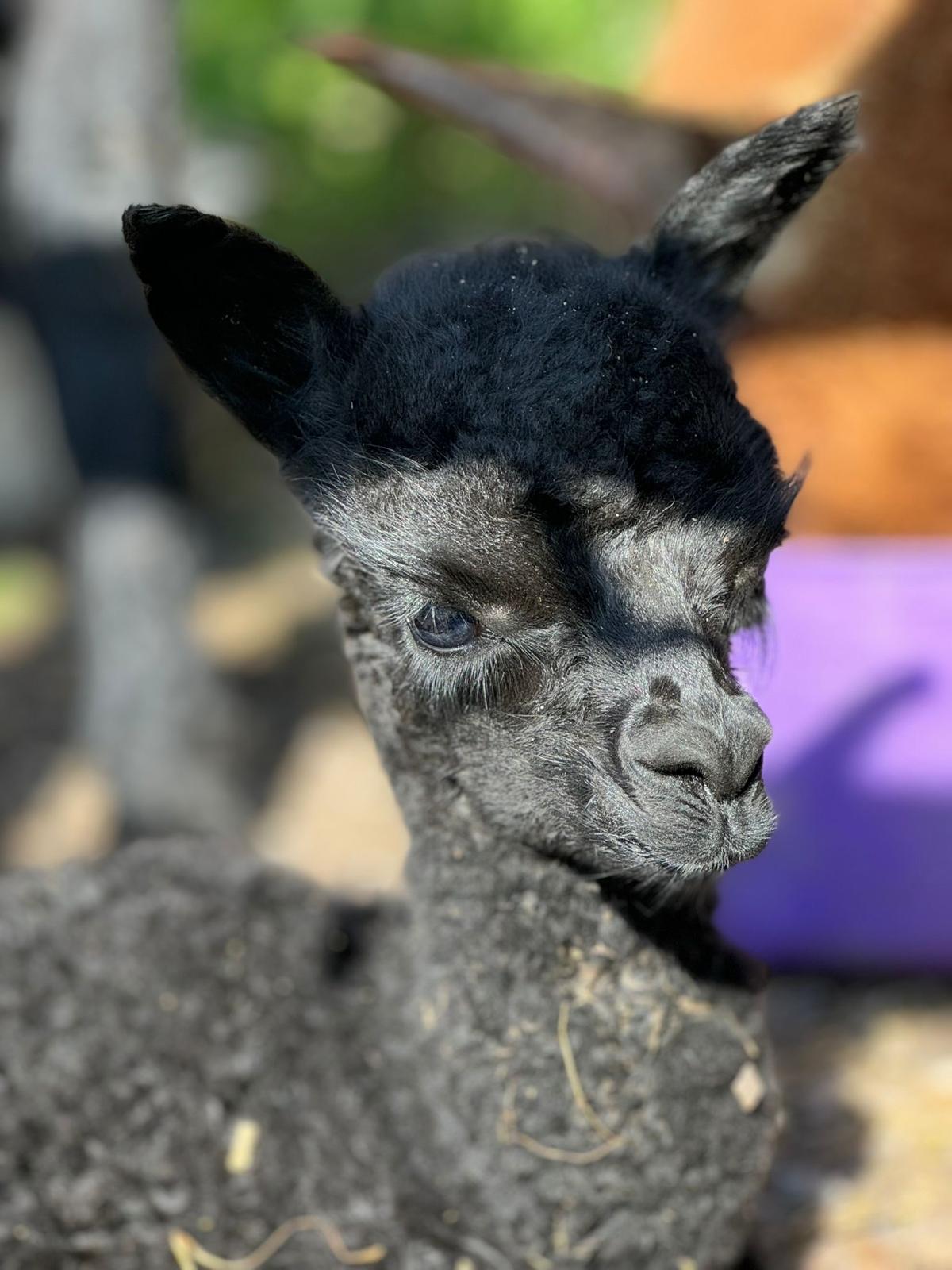 Hensting Galaxy 2025 - Solid Black Baby Alpaca for Adoption