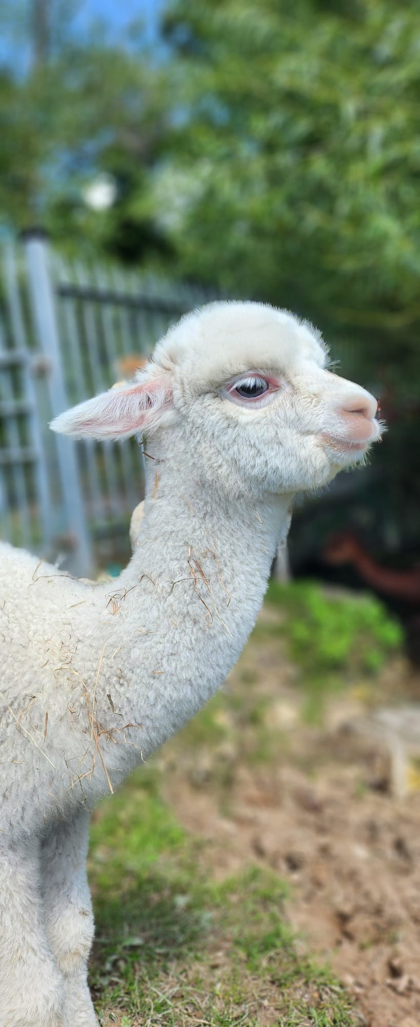 Hensting Gemini 2025 - Beautiful White Baby Alpaca for Adoption