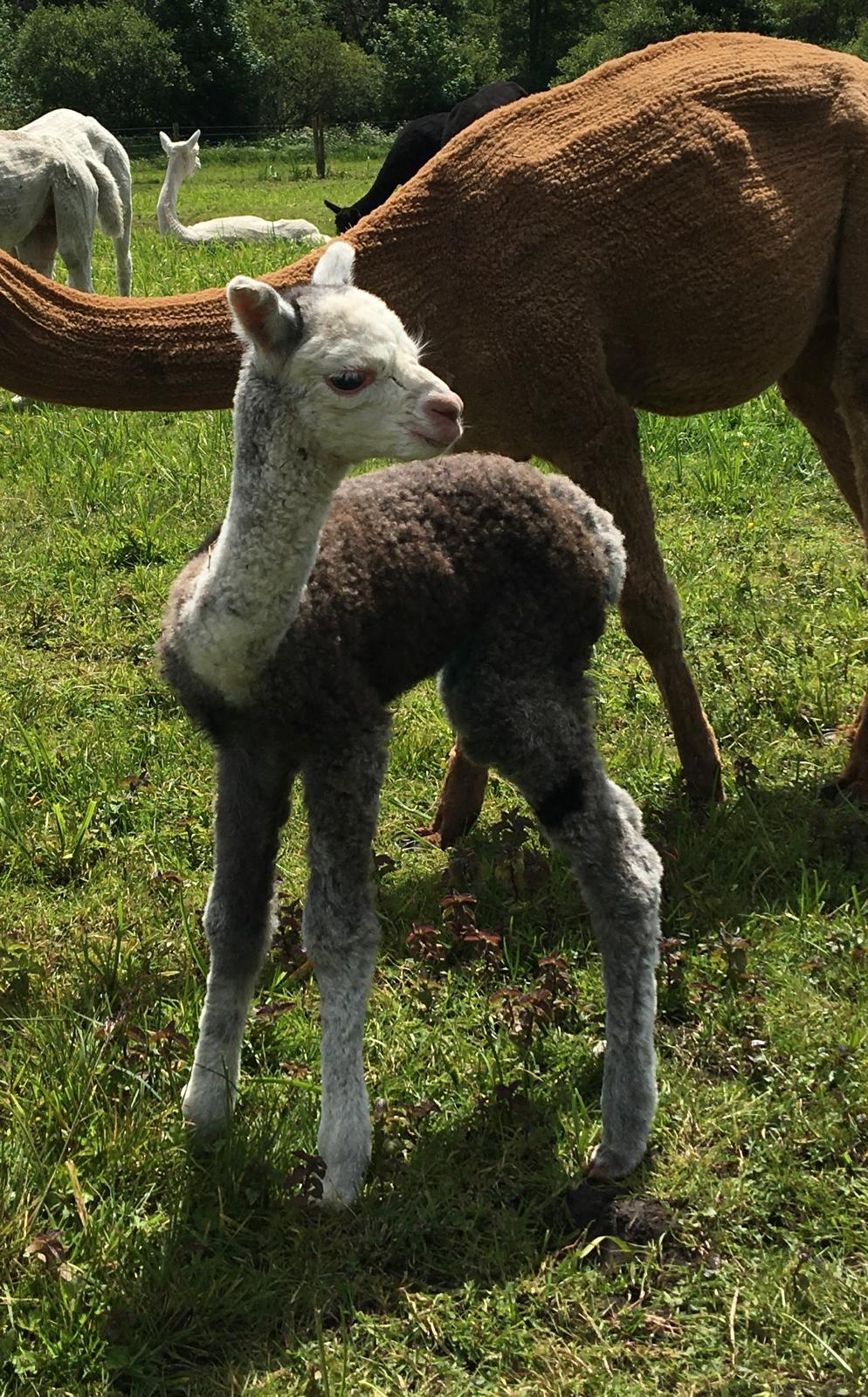 Hensting Luna 2025 - Tuxedo Grey Baby Alpaca for Adoption