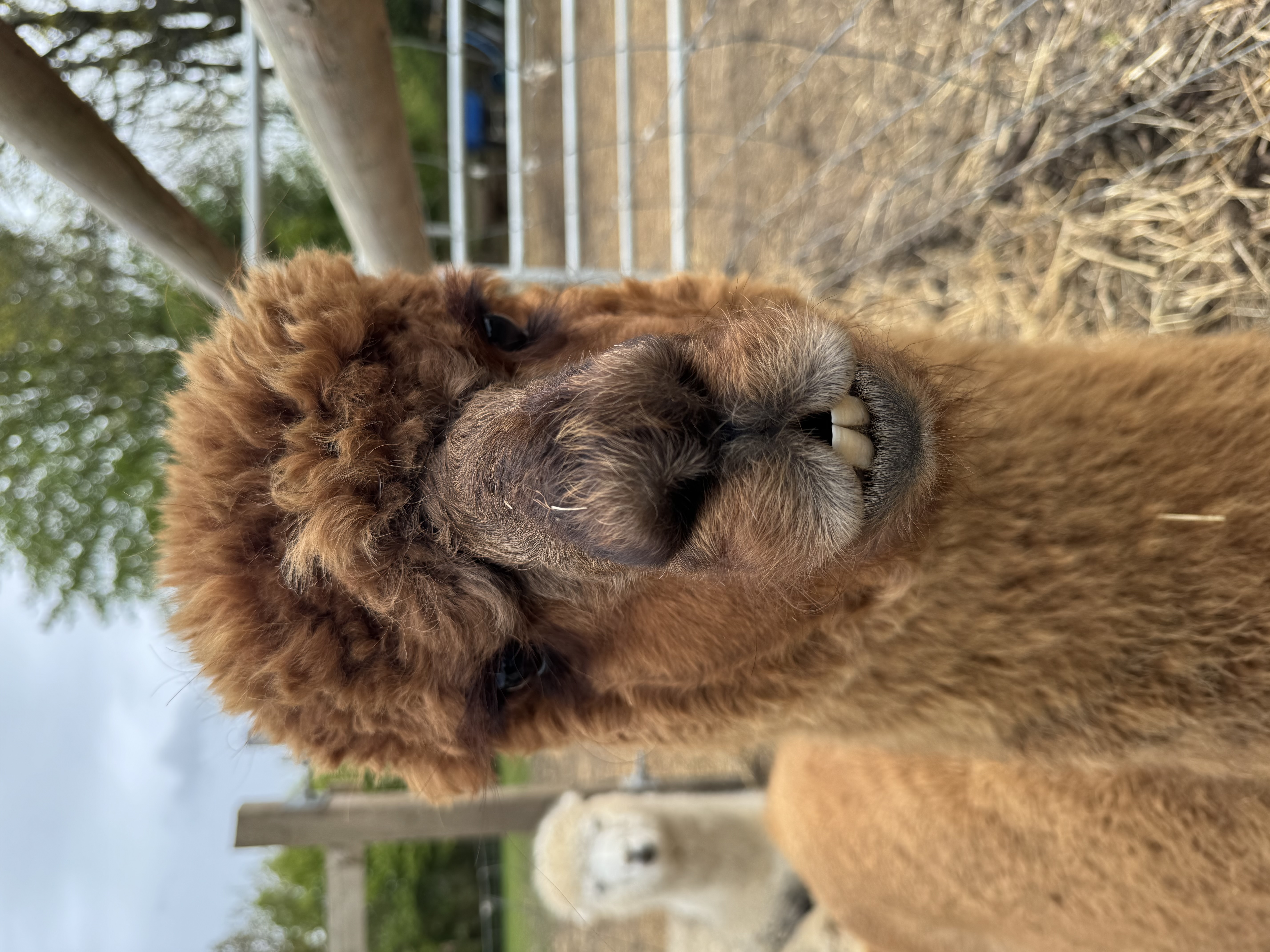 Cedar