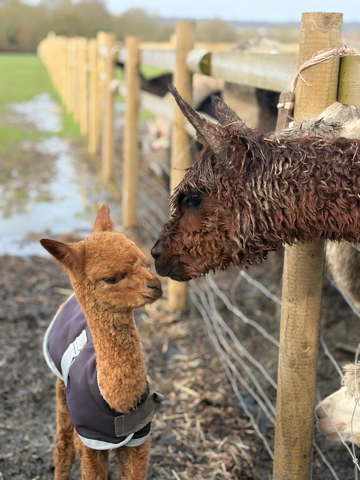 Hen Party Alpaca Walk Hampshire — Planning Your Unique Hen Do