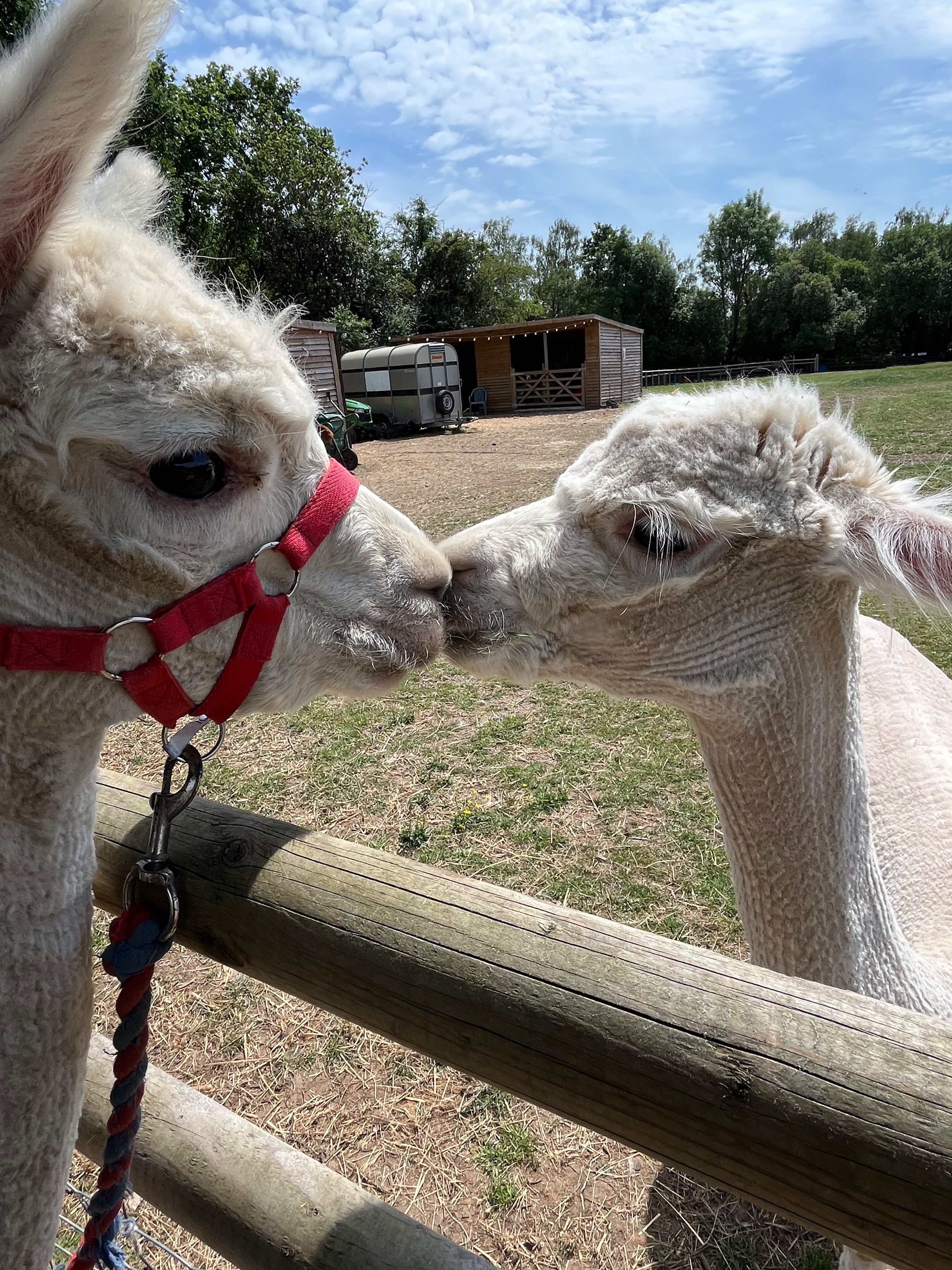 Adopt an Alpaca Hampshire — Your Complete Guide to Alpaca Adoption Gifts