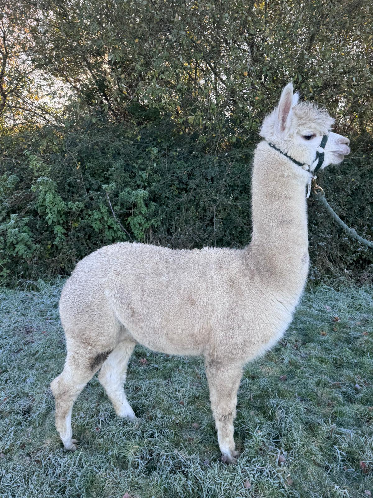 Hensting Abigail white female alpaca for sale Hampshire - gentle breeding prospect BAS UKBAS45727