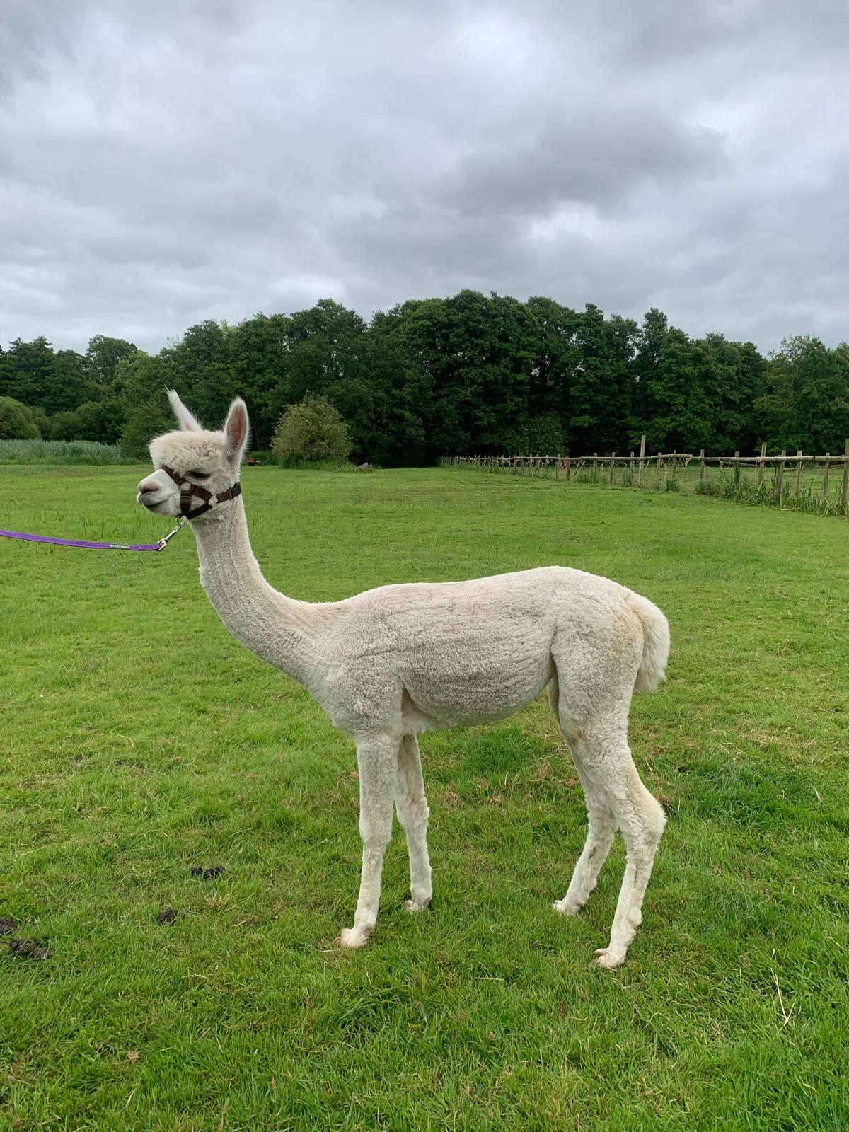 Abigail - White Female Alpaca for Sale