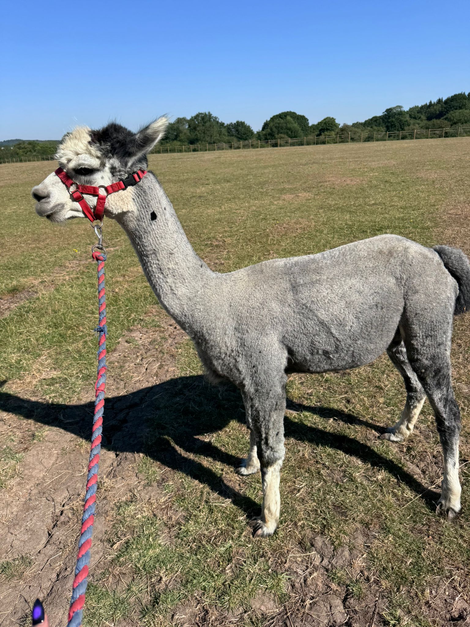 Hensting Ash - Tuxedo Grey Stud Male Alpaca for Sale