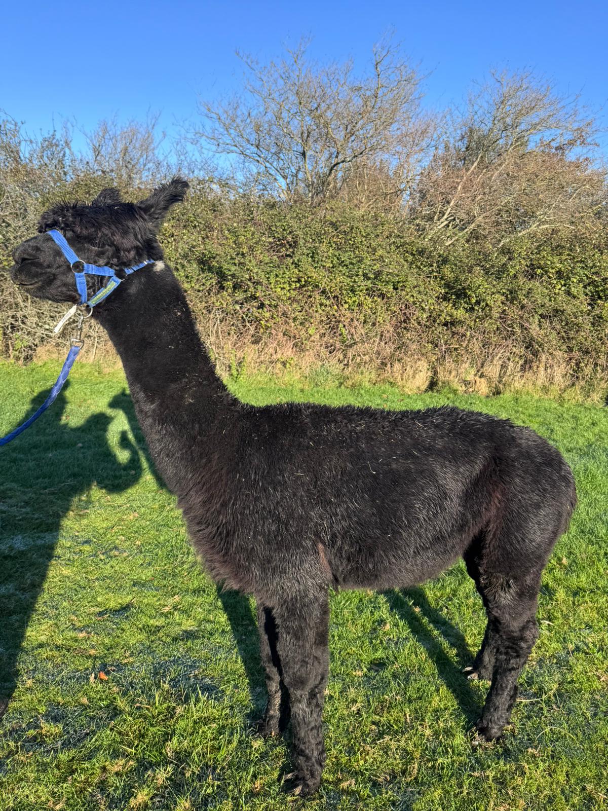 Hensting Ebony true black male alpaca Hampshire - Inca Grand Design bloodline BAS BNBAS14523