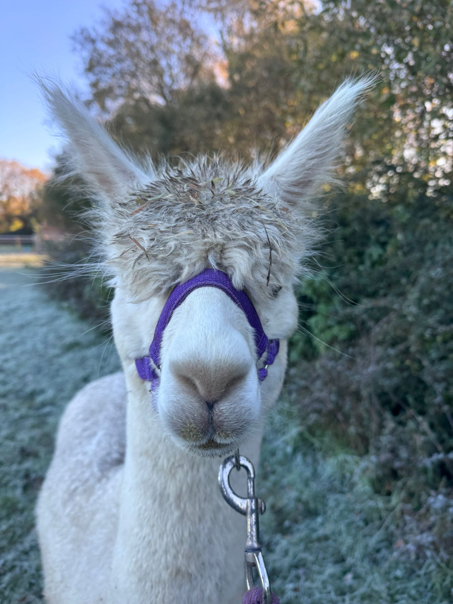 Hensting Gemini solid white female alpaca for sale - UKBAS47984 white x black genetics Accoyo bloodlines Hampshire £3000