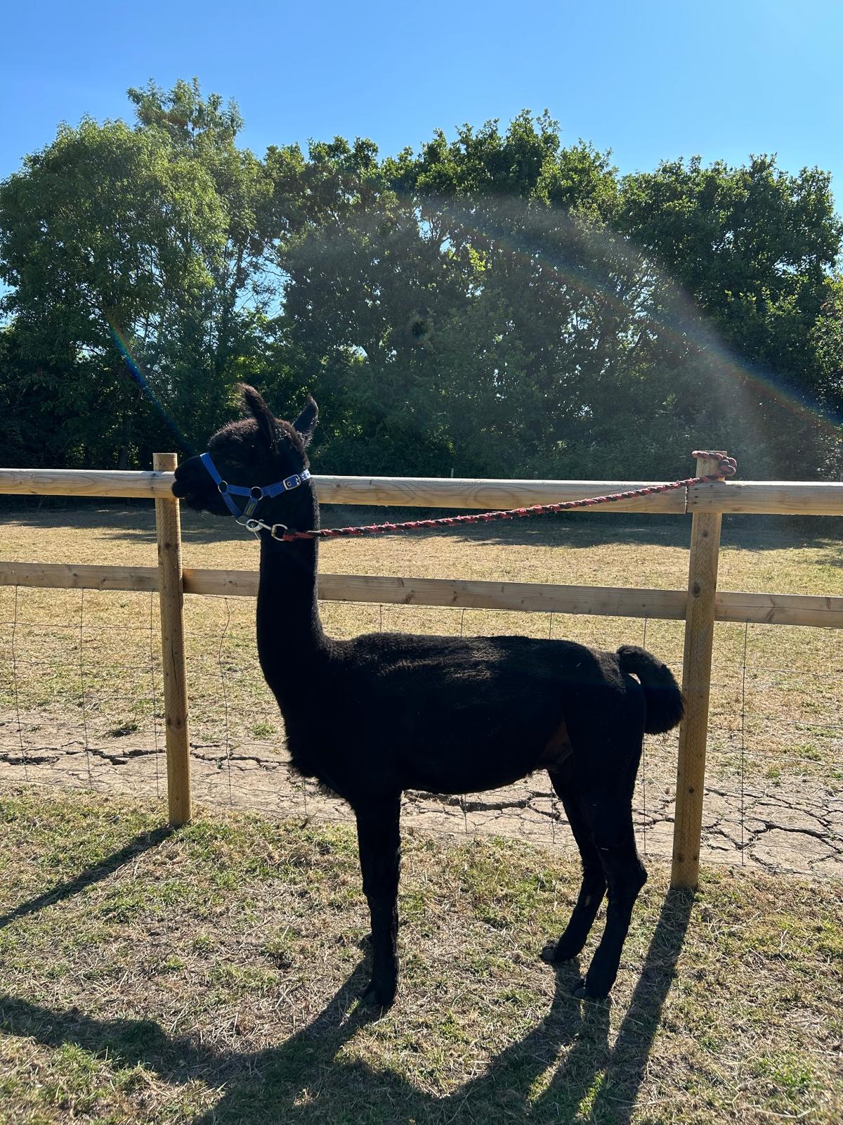 Inca Grand Design - Multi-award winning black BAS registered alpaca stud male, proven genetics, Hampshire UK
