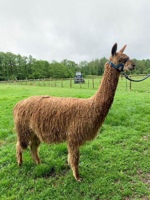 Hensting Guinevere - BAS registered fawn Suri alpaca female, elite genetics, Hampshire UK, recently sold