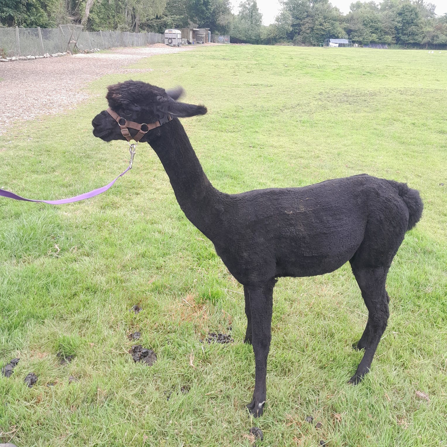 Hensting Mulan - Black Female Alpaca for Sale