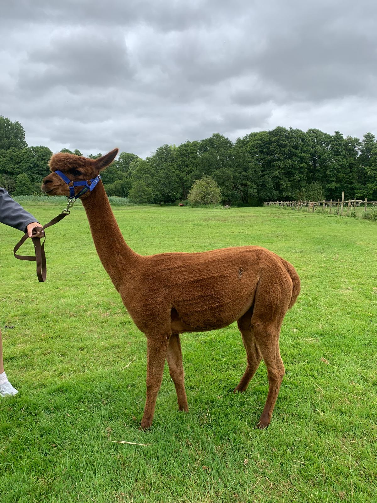 Honeysuckle - Brown Female Alpaca for Sale