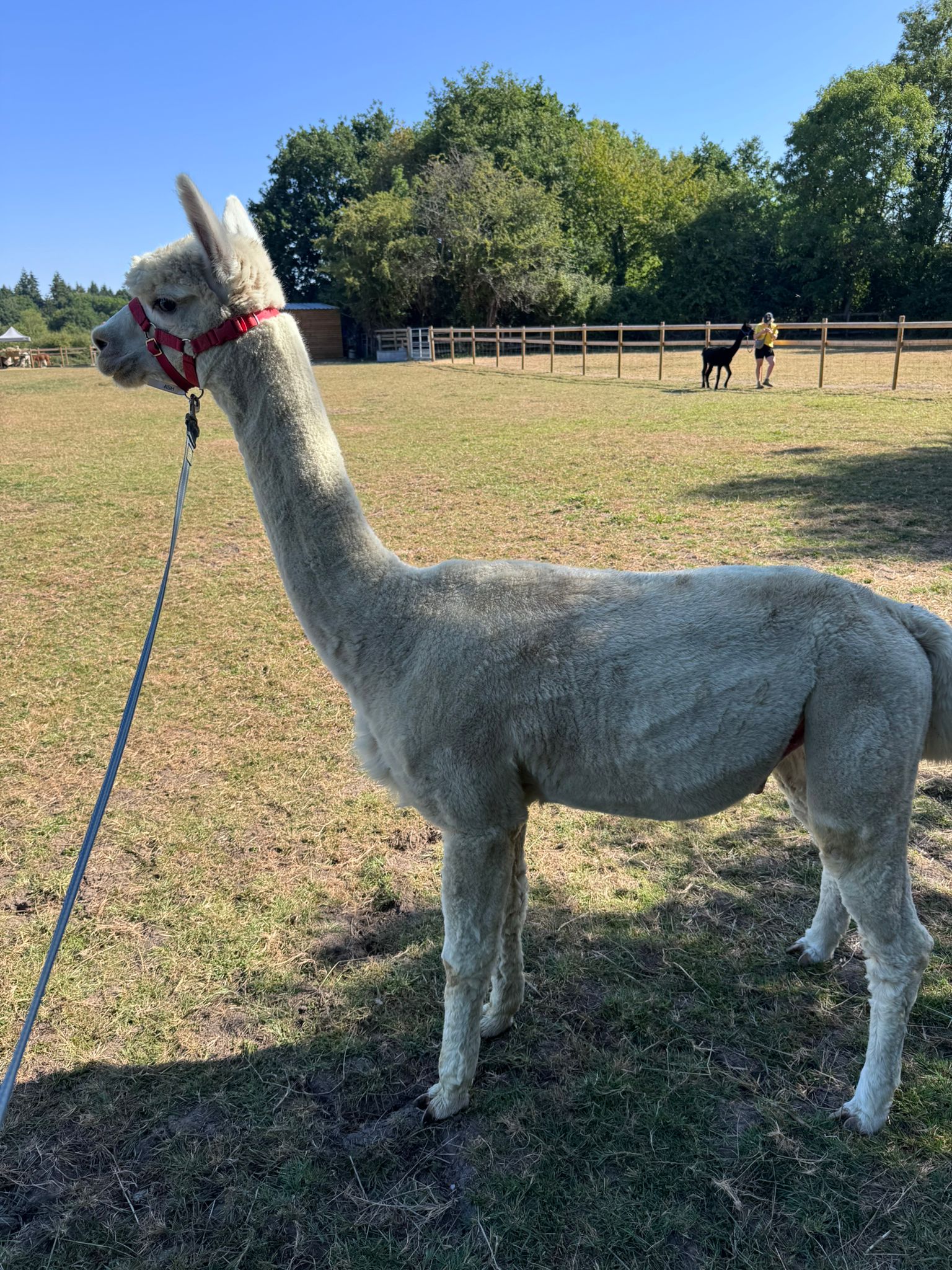 Hensting Ica - Black Premium Stud Male Alpaca for Sale