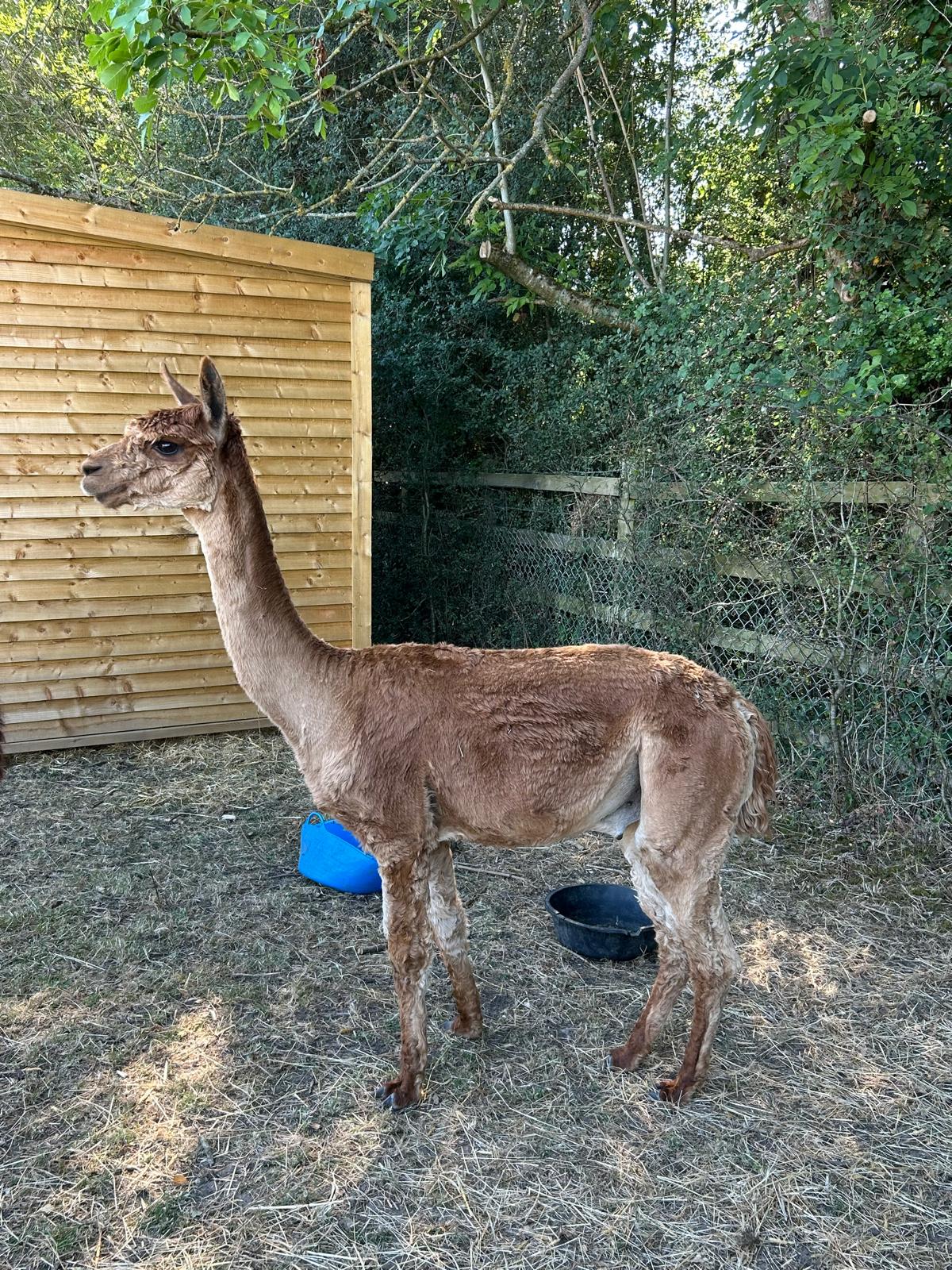 Alpacas for sale UK local breeders