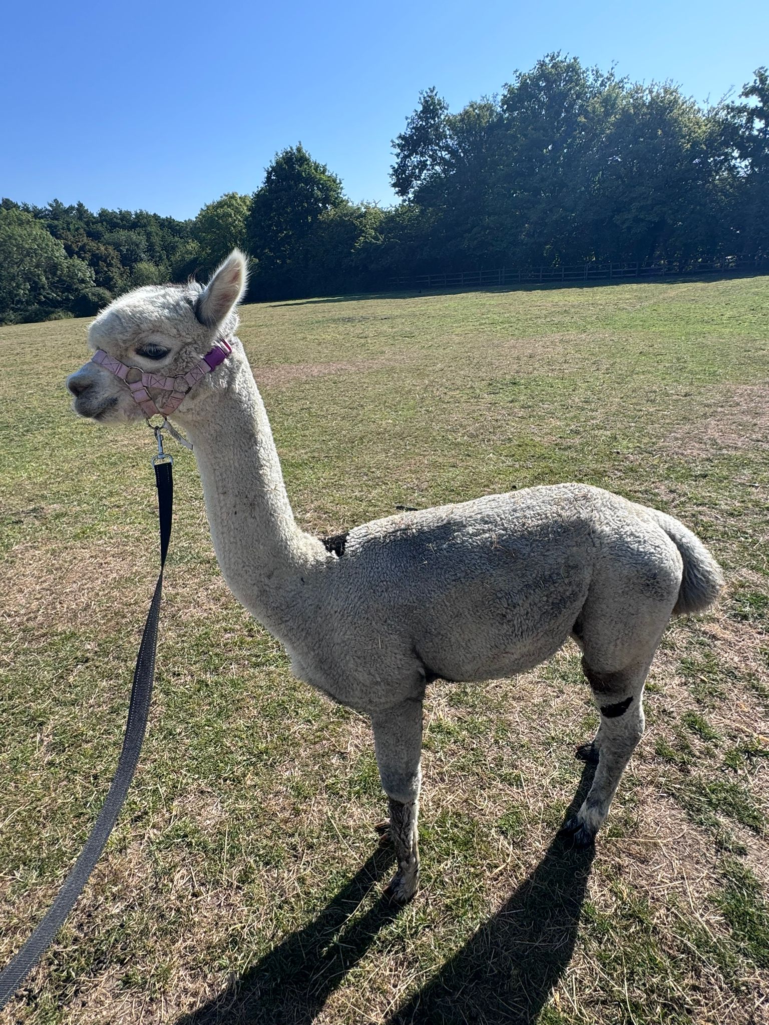 Quality alpacas Hampshire