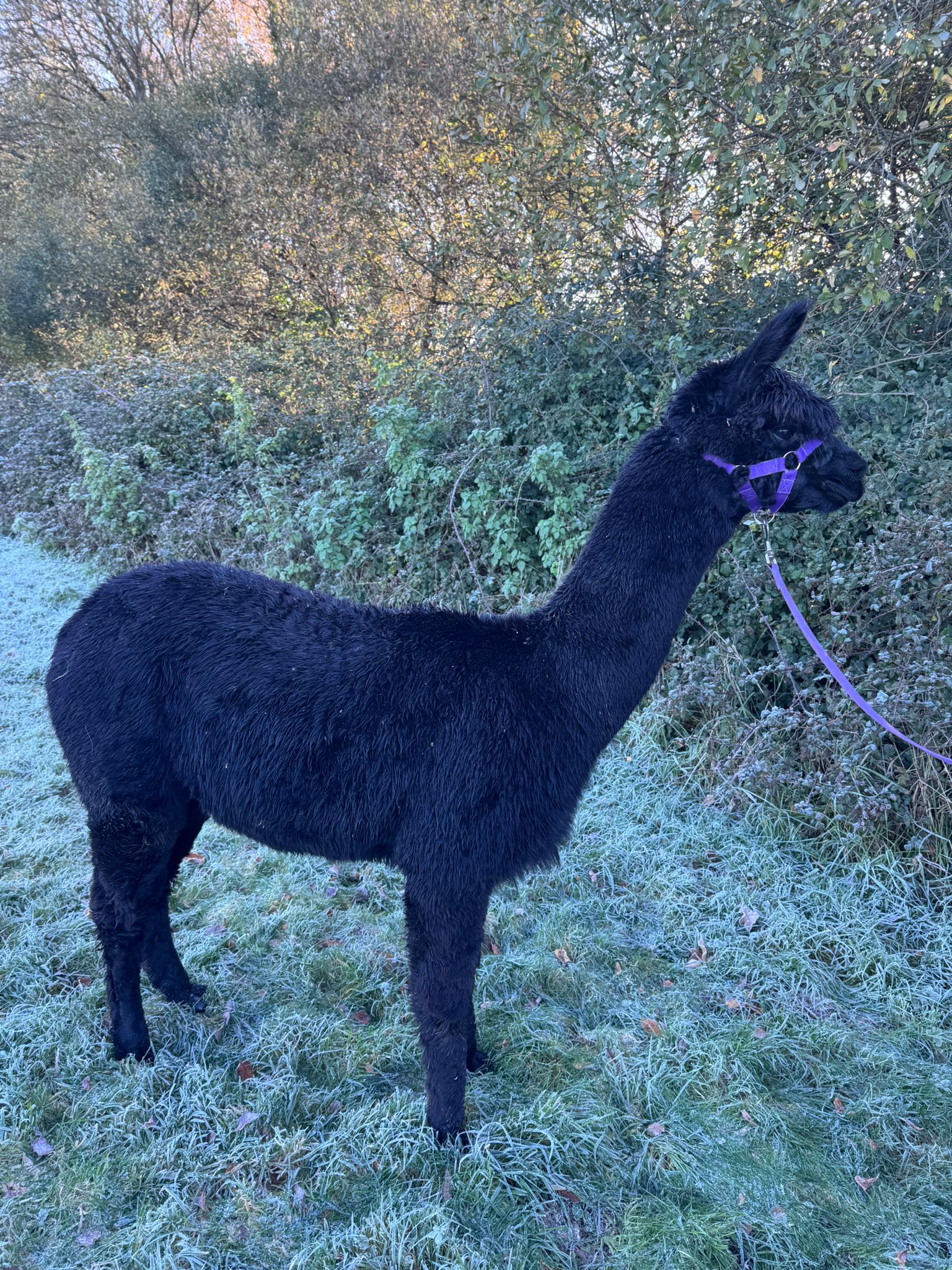 Hensting Mulan black female alpaca Hampshire - grey genetics champion bloodlines BAS UKBAS45728
