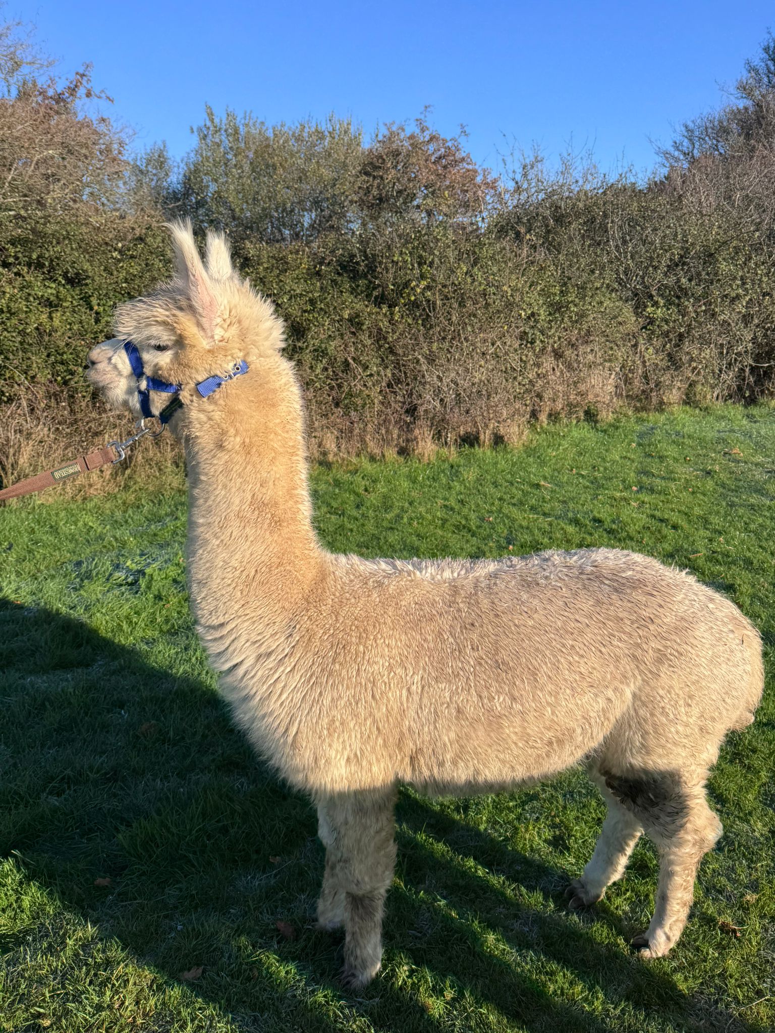 Hensting Olaf white male alpaca for sale Hampshire UK - fully trained BAS BNBAS17982