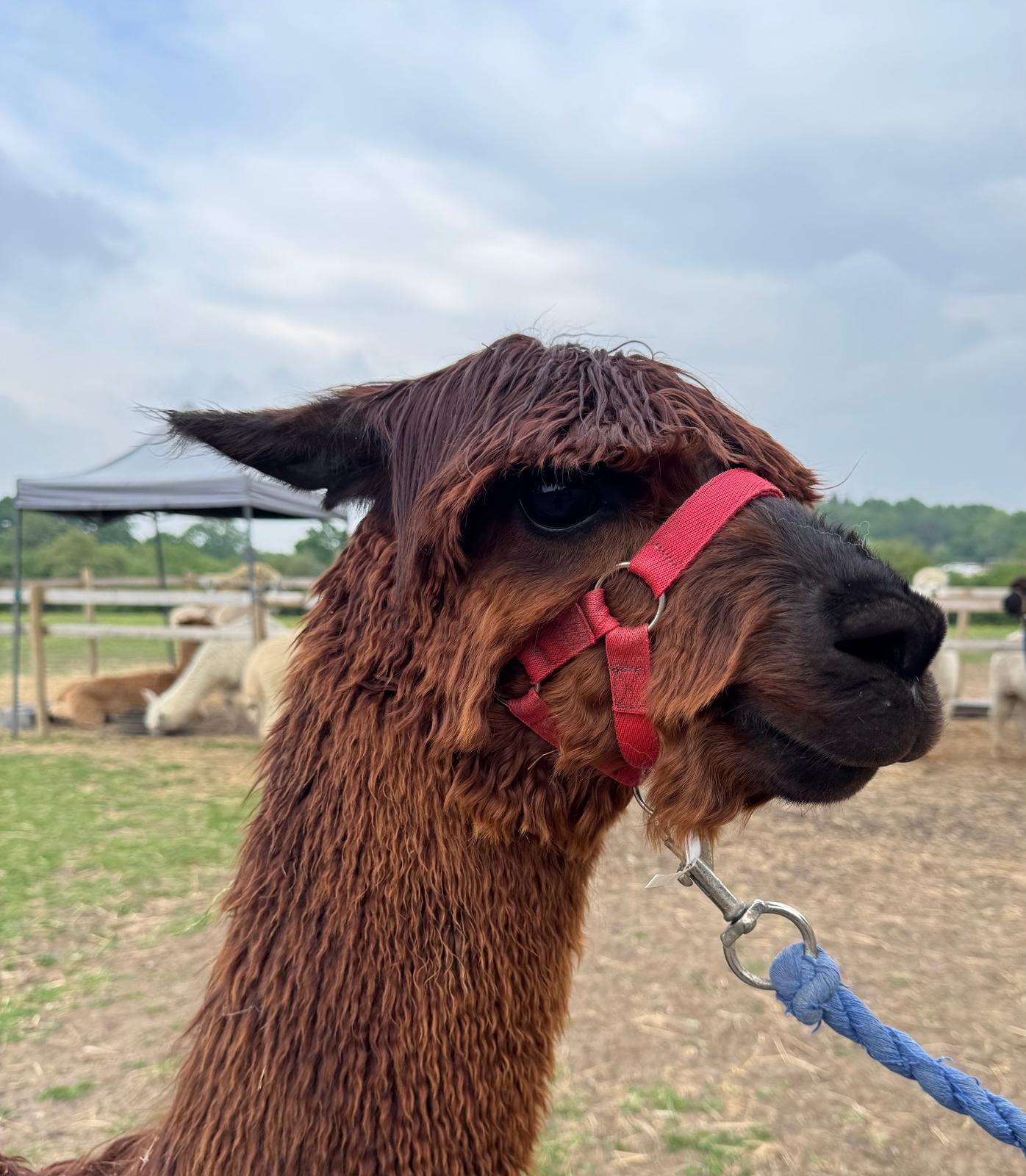 Hensting Simba head shot — rare dark brown Suri male alpaca, Hensting Alpacas Hampshire