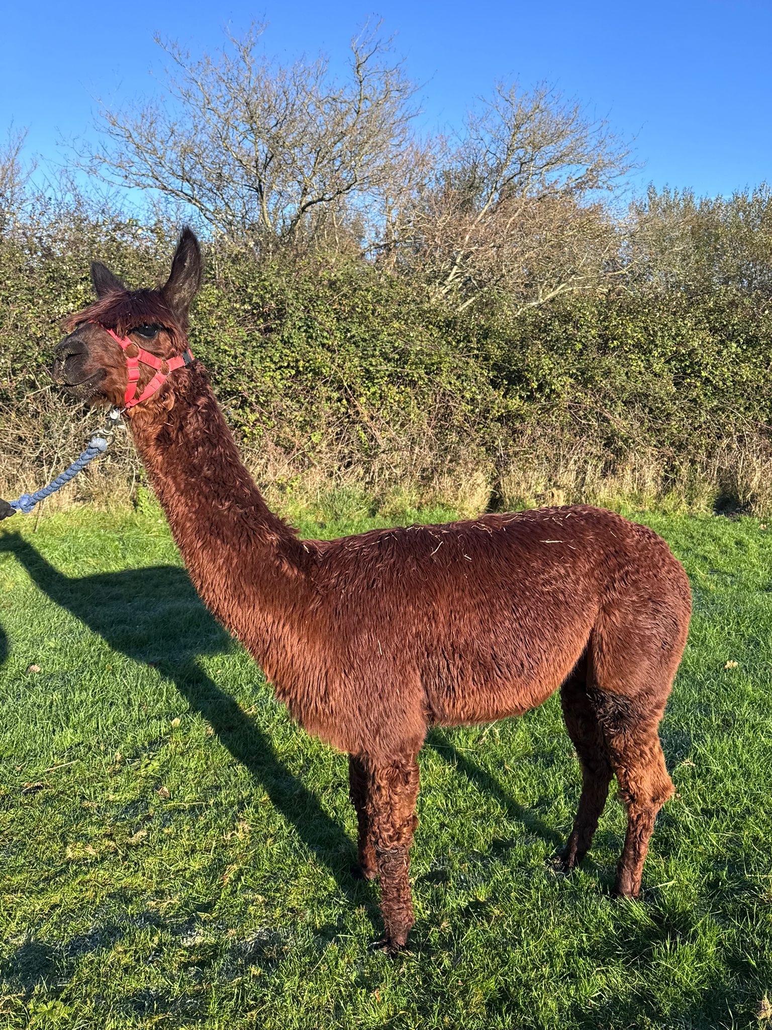 Hensting Simba rare Suri male alpaca for sale Hampshire - dark brown lustre fleece BAS BNBAS17985