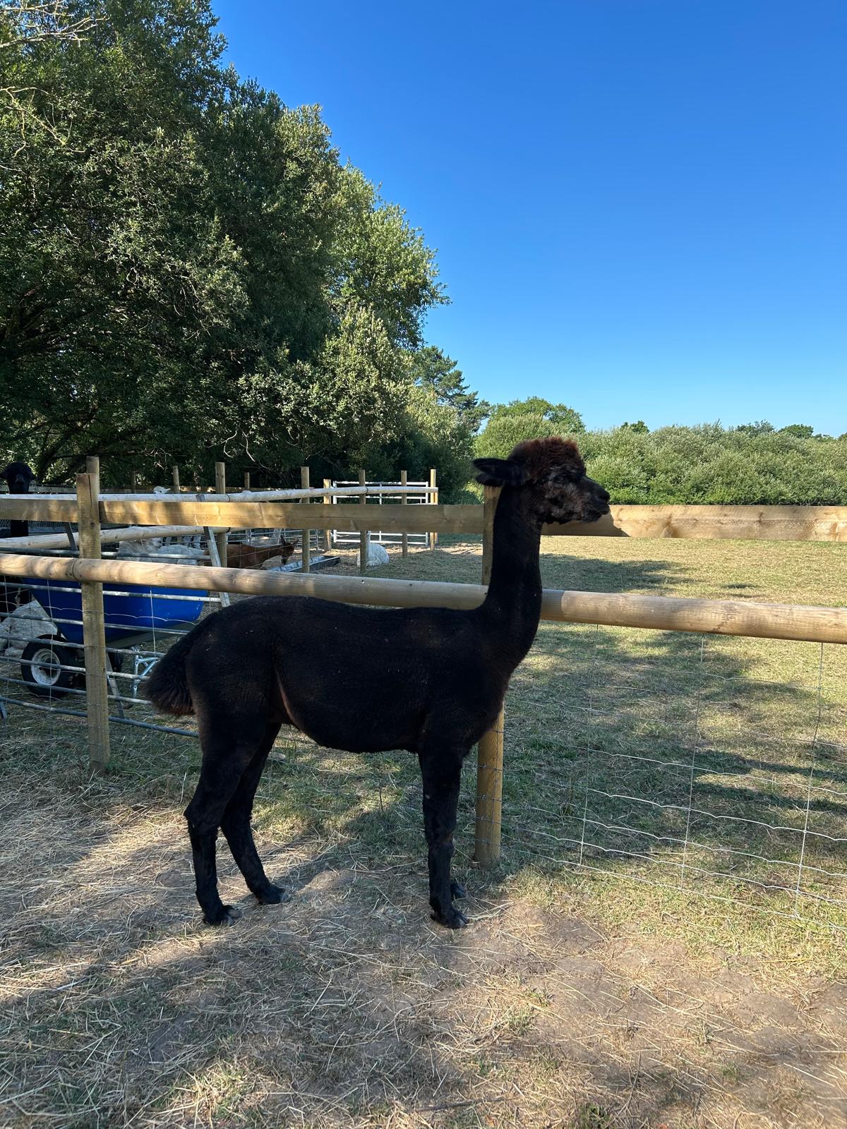 UK alpaca breeders near me