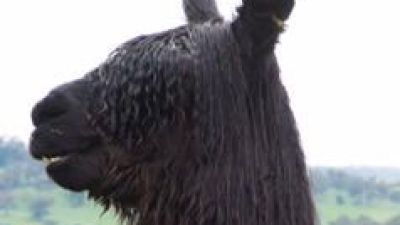 Suri Breeding Program - BAS registered Suri alpacas, Accoyo genetics, Hampshire UK, export worldwide