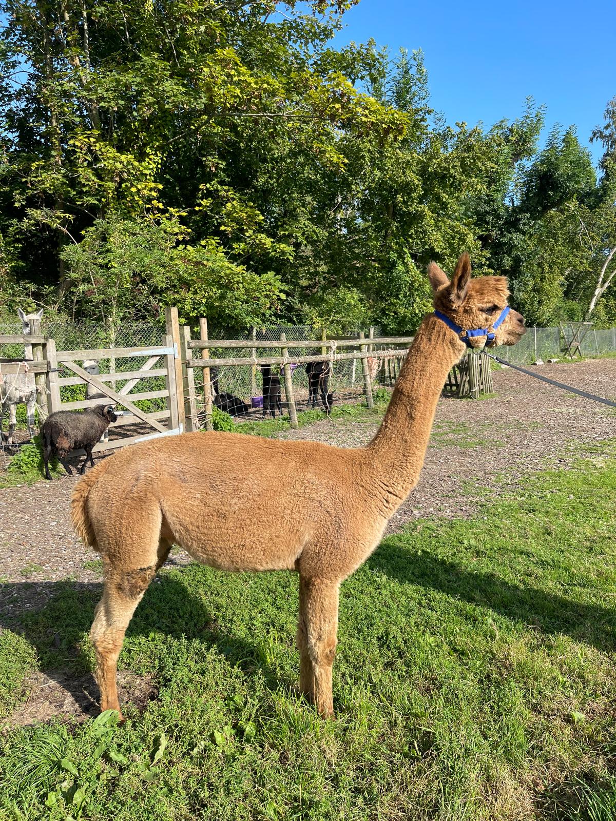 Willowbrook Bella - Pregnant Mid Fawn Female Alpaca for Sale