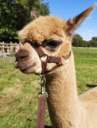 Brown alpaca on lead during walking experience at Hensting Alpacas