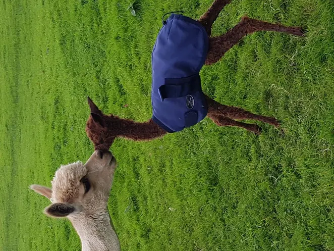 Brown baby alpaca showing affection to mother at Hensting Alpacas