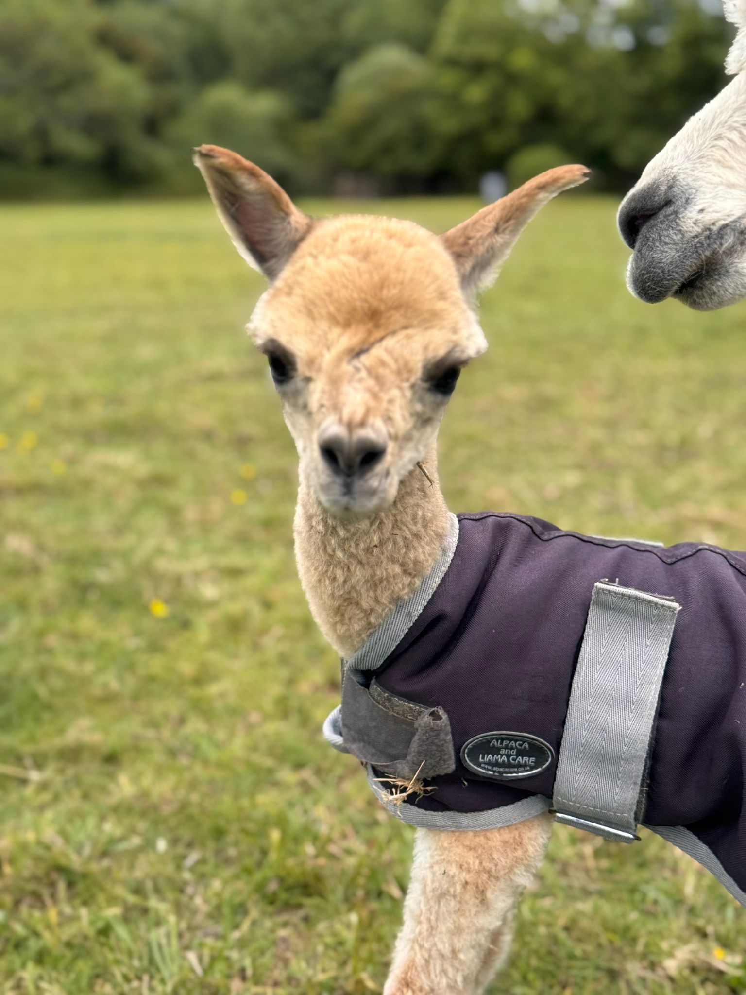 Baby Alpaca Walks: Meet Our 2025 Cria at Hensting Alpacas