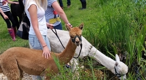 Afternoon Alpaca Walks Hampshire