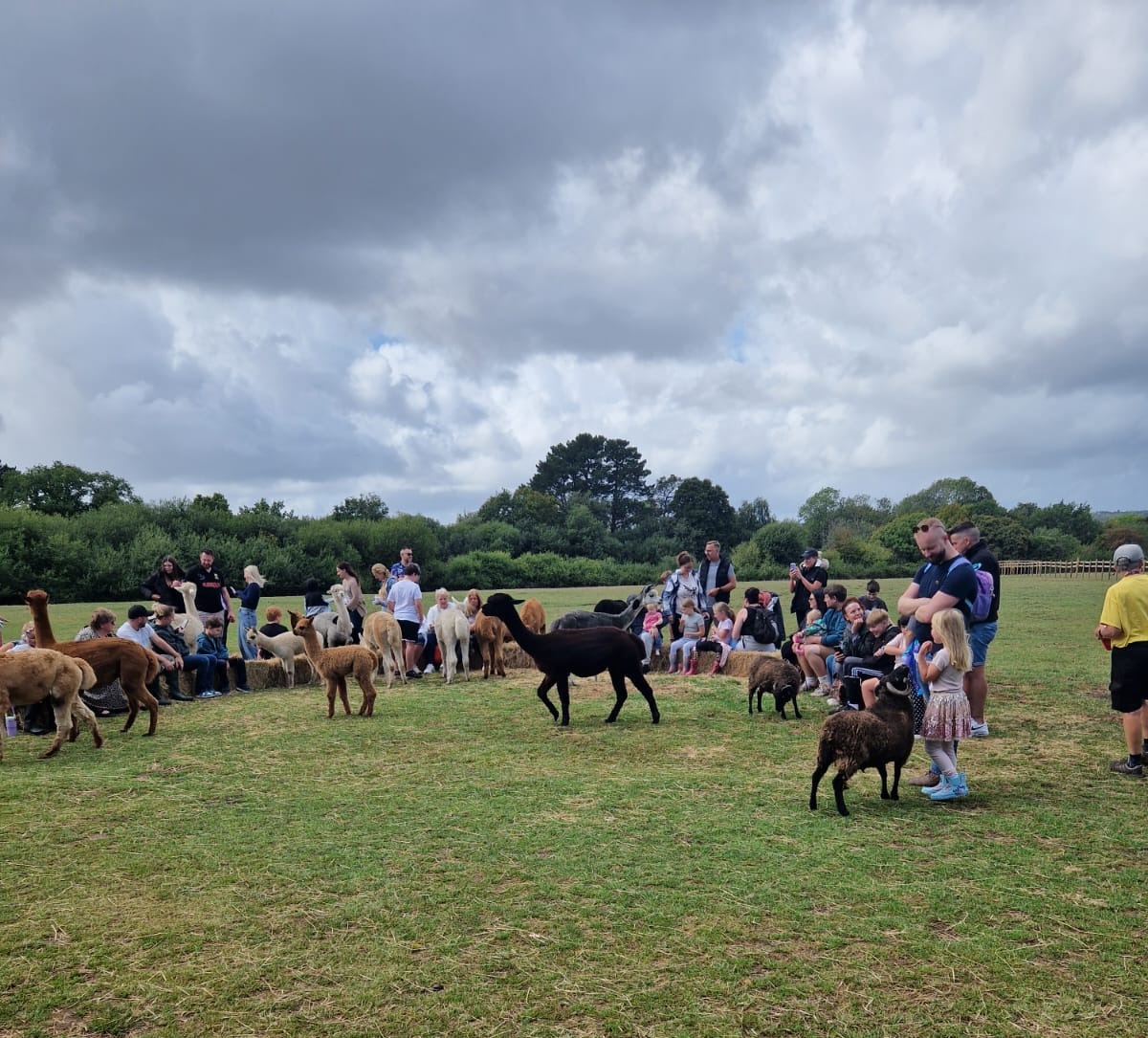 🦙 Alpaca Open Day – Meet & Greet Family Fun Day 👨‍👩‍👧‍👦