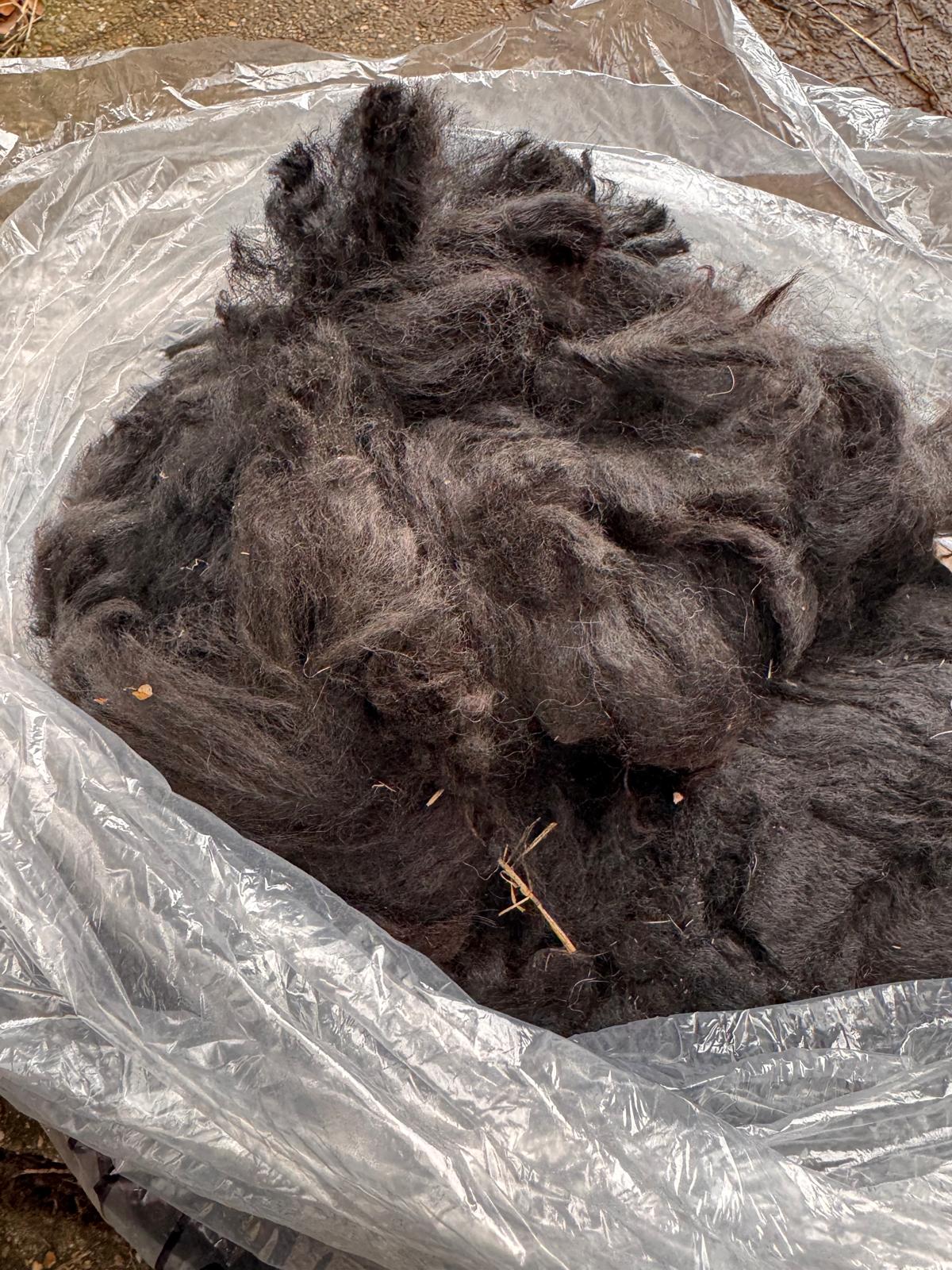 Freshly shorn black alpaca fleece from the Hensting herd