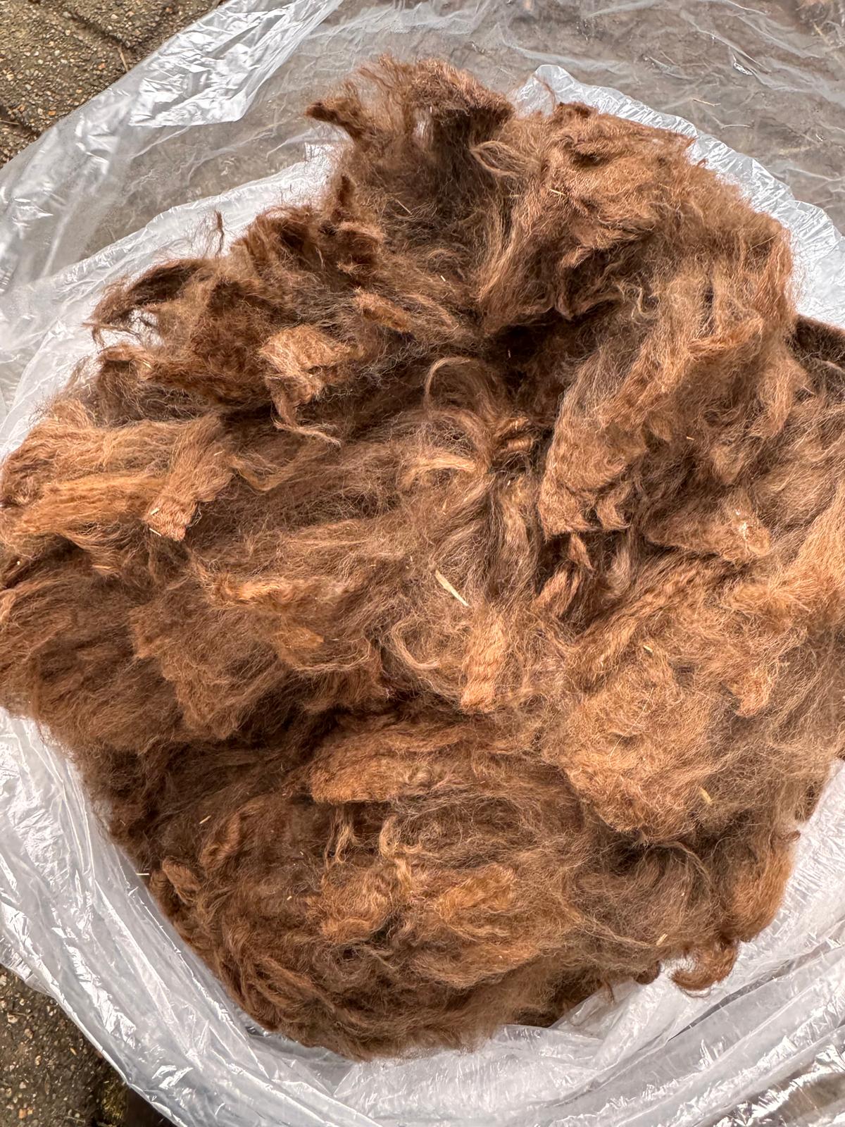 Freshly shorn dark brown alpaca fleece from the Hensting herd