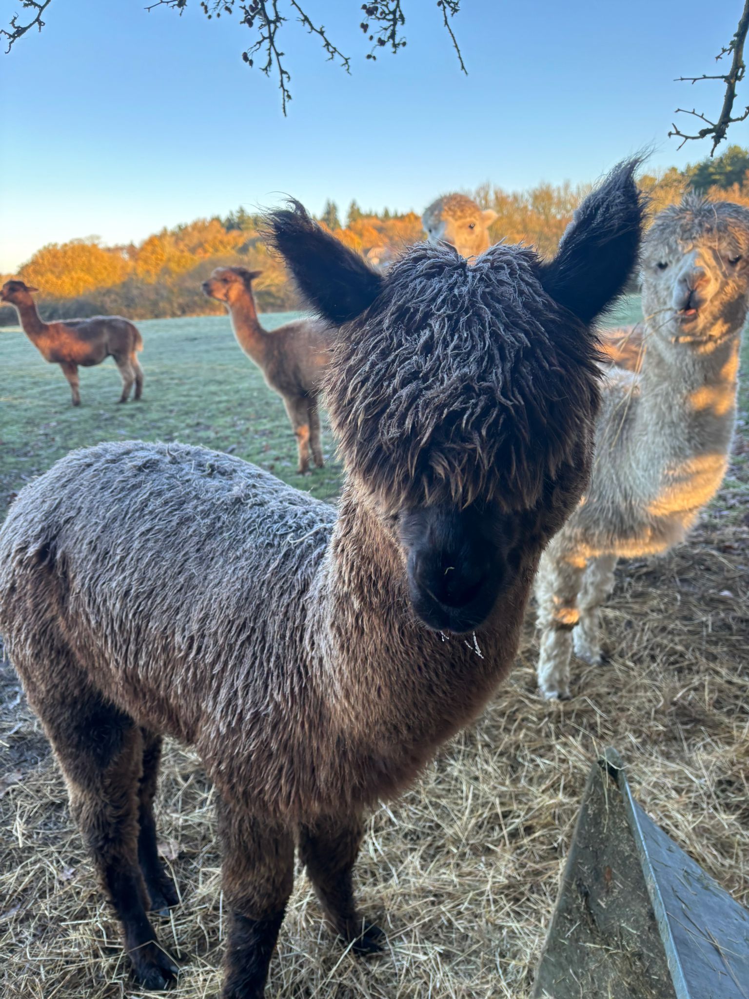 Hensting alpacas on a frosty Hampshire morning
