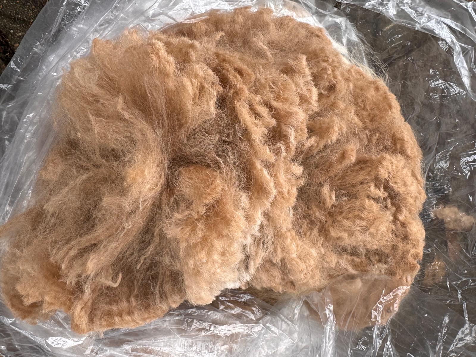 Freshly shorn light brown alpaca fleece from the Hensting herd