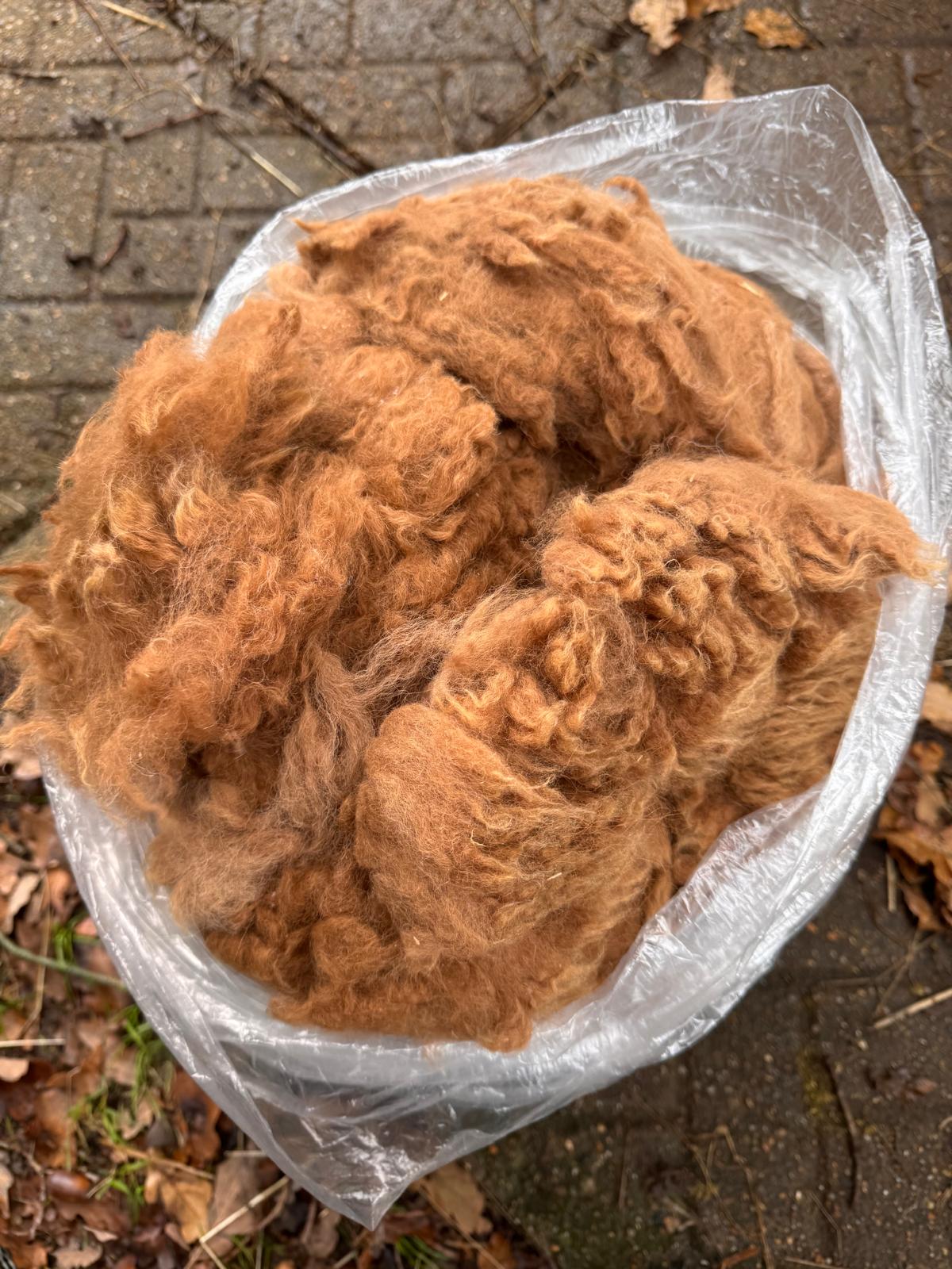 Freshly shorn mid brown alpaca fleece from the Hensting herd