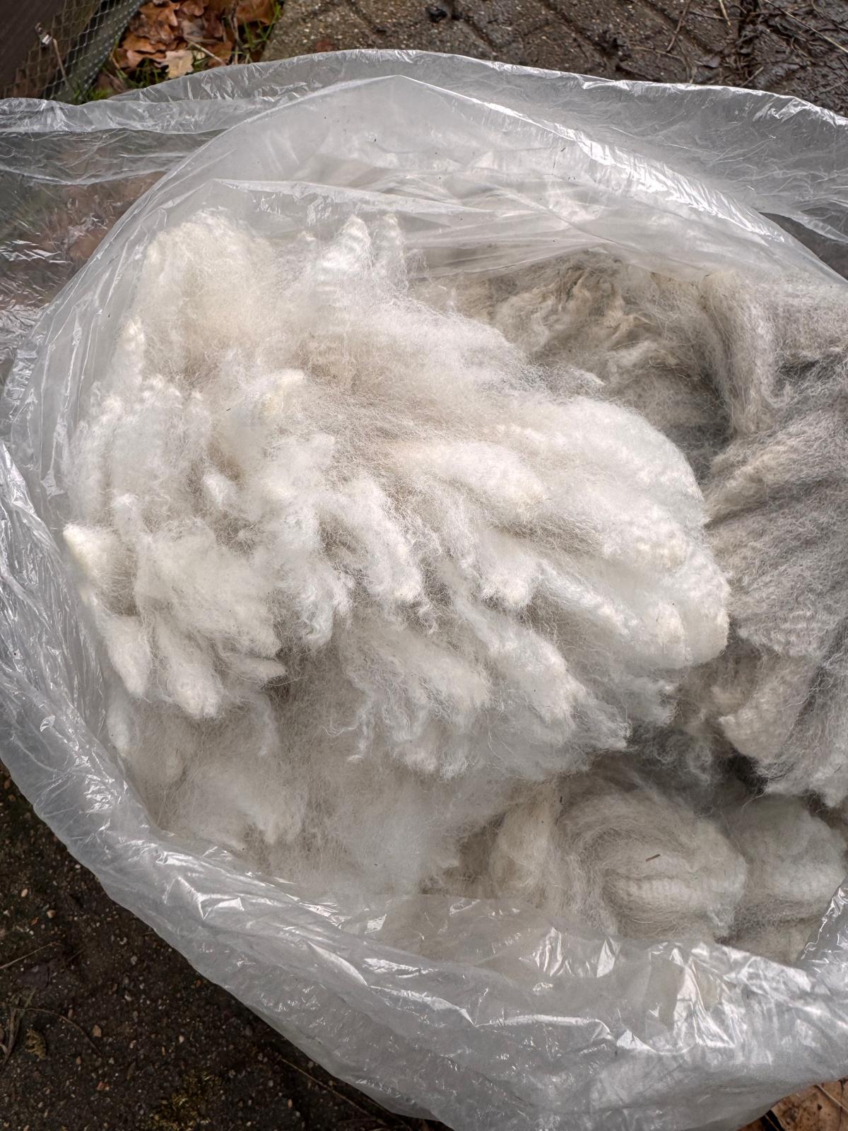 Freshly shorn white alpaca fleece from the Hensting herd