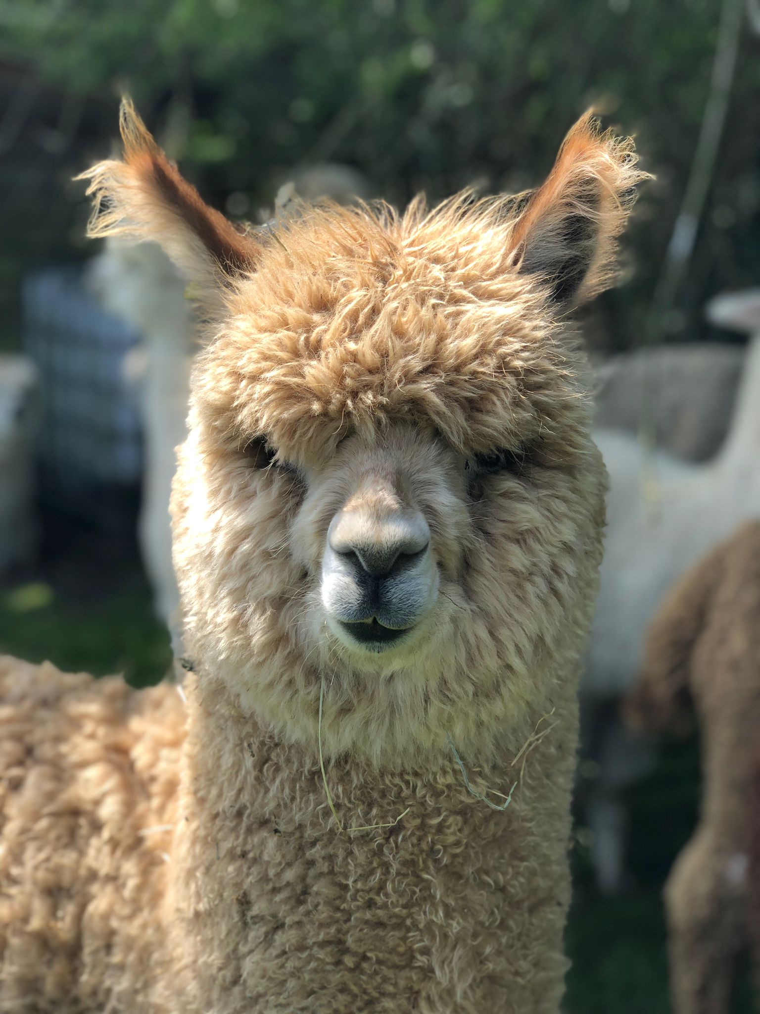 Tia - Fluffy brown alpaca with friendly demeanor at Hensting Alpacas