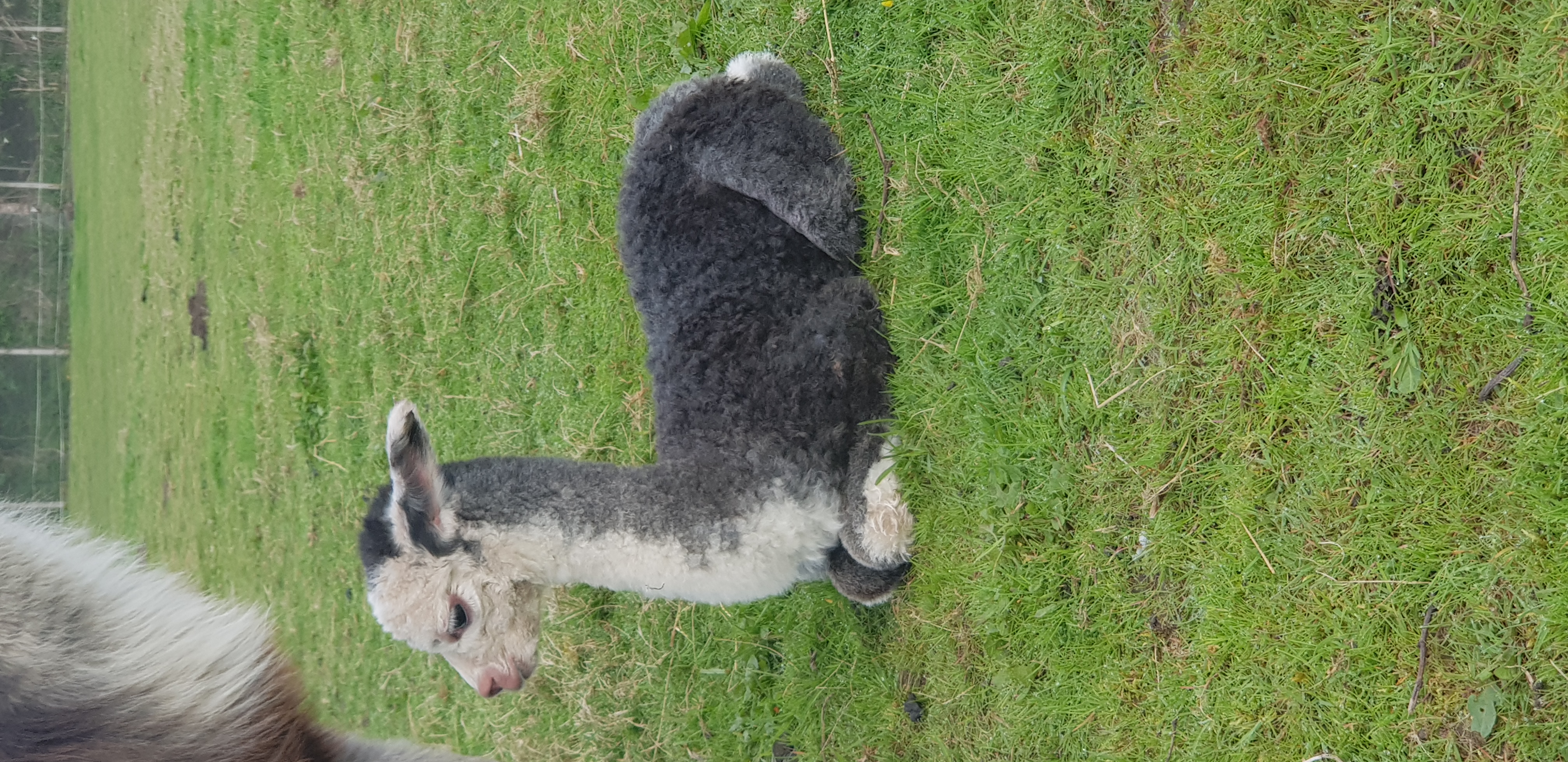 Half Term Activities Hampshire — Alpaca Walks for Families | Hensting Alpacas