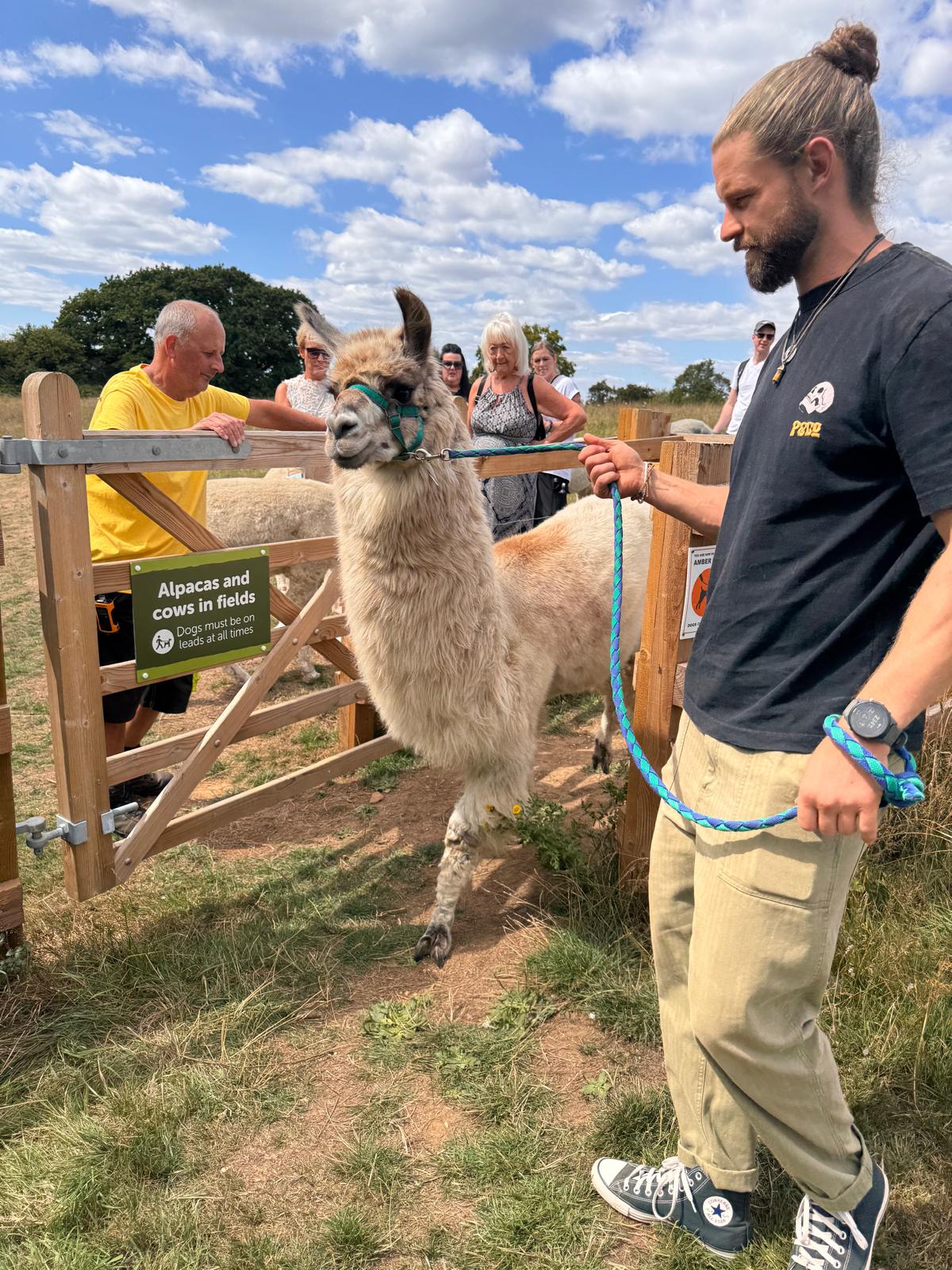 Farm Keeper Experience for Kids Southampton - Meet Piper the Llama at Hensting Alpacas