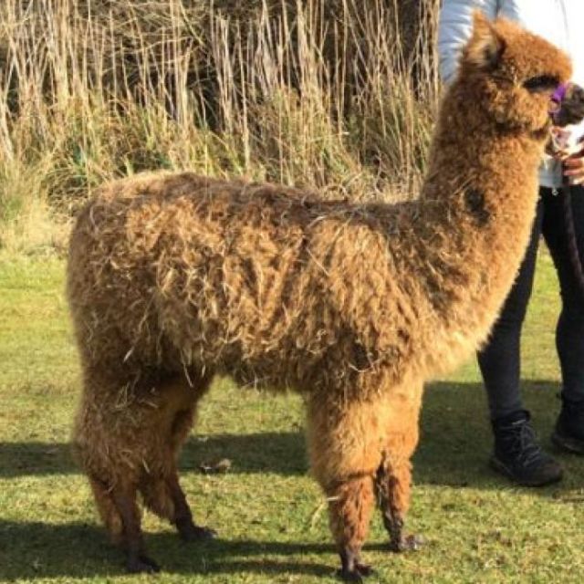 Adult Alpaca Fleece