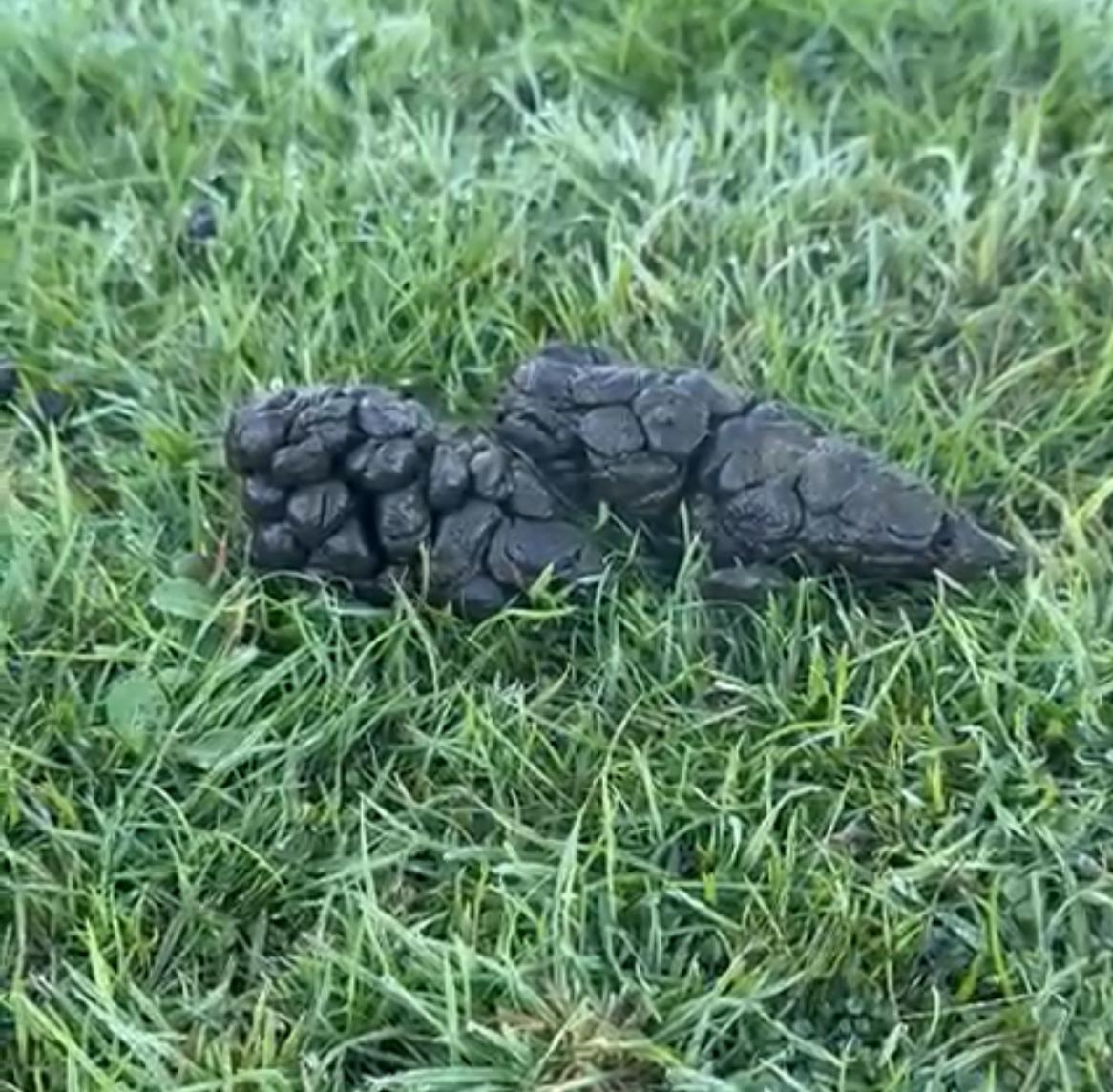 Raw Alpaca Manure - 18kg Bag (Collection Only)