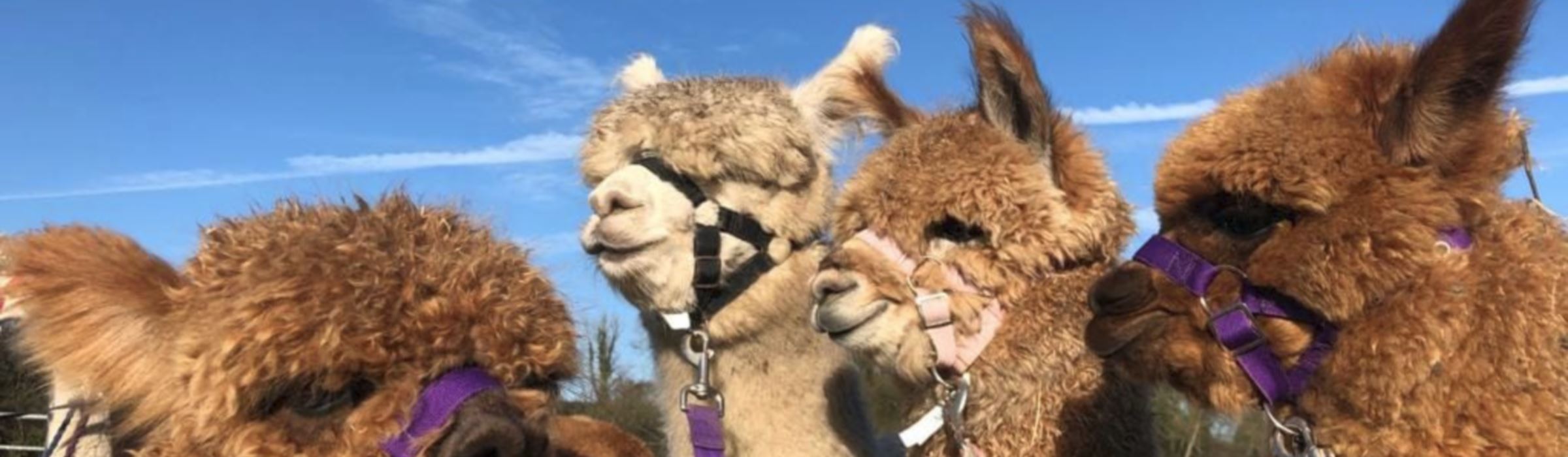 All alpacas for sale at Hensting Alpacas Hampshire