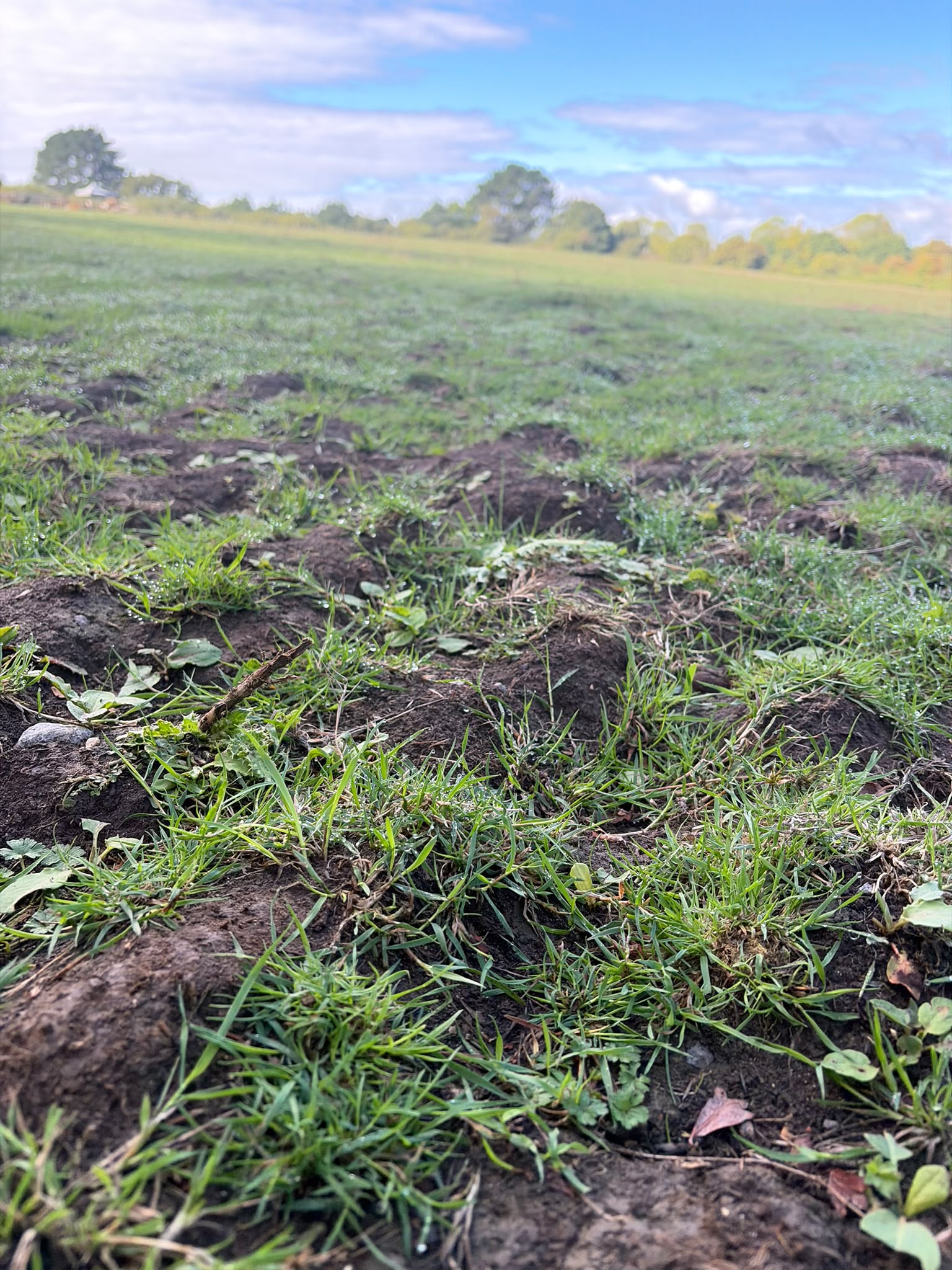 Uneven, tussocky grass in the field